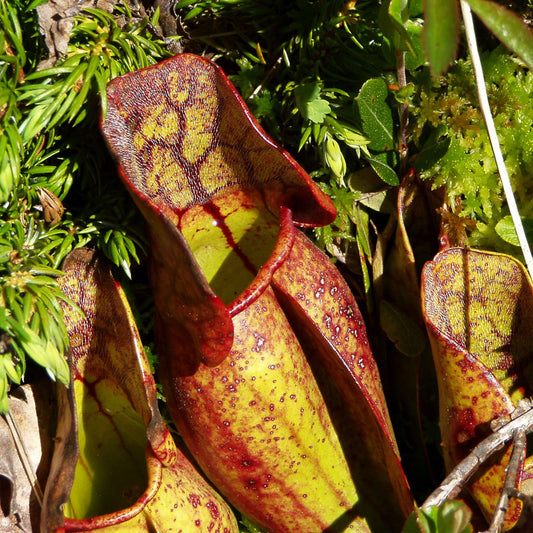 Carnivorous Pitcher Plant Purpurea Foliage Shades Flower Exotic Seeds