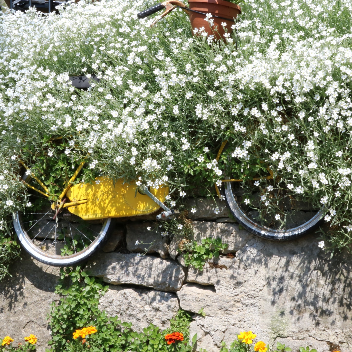 Bee Flower, Evergreen candytuft, Iberis sempervirens, Flower Seeds,