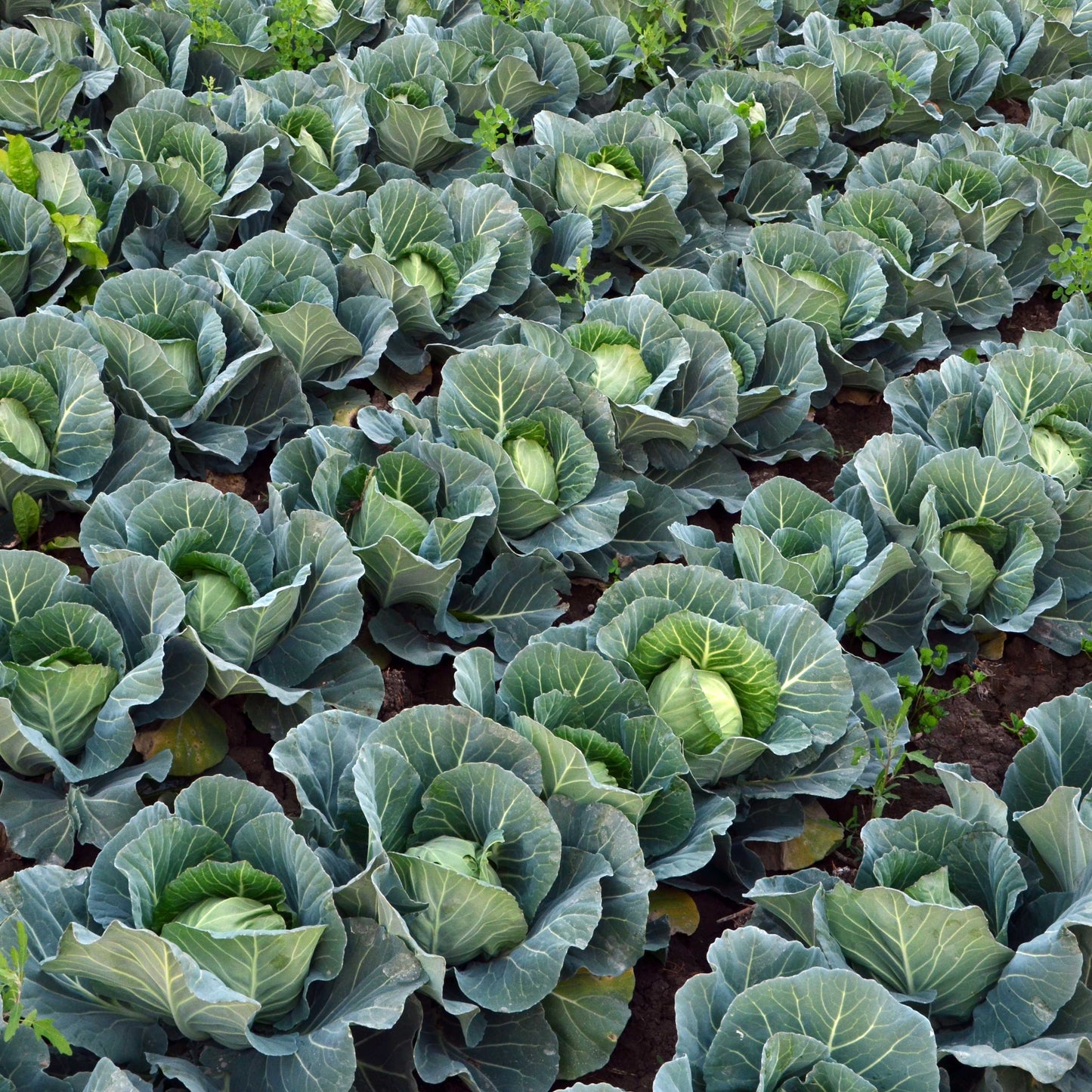 100Pcs Organic Cabbage Seeds