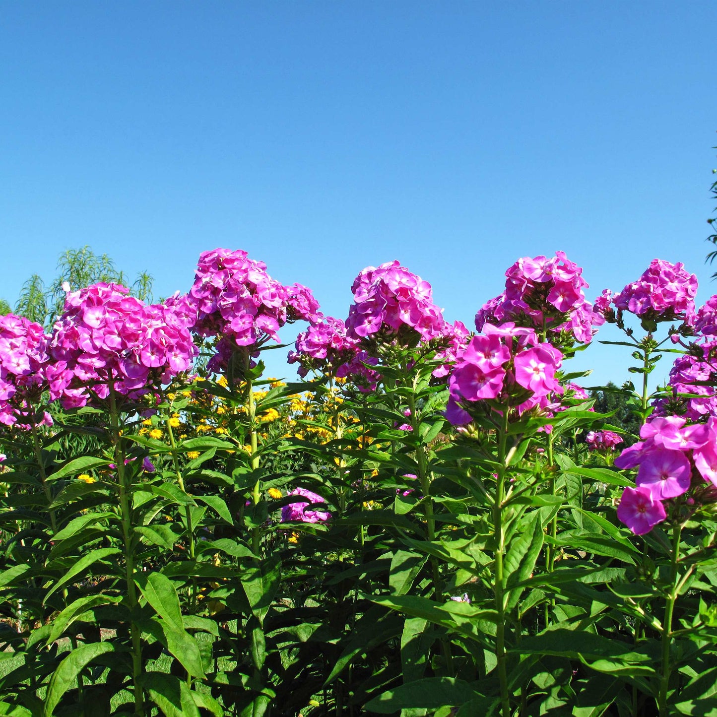 50Pcs Phlox Flower Seeds Pack