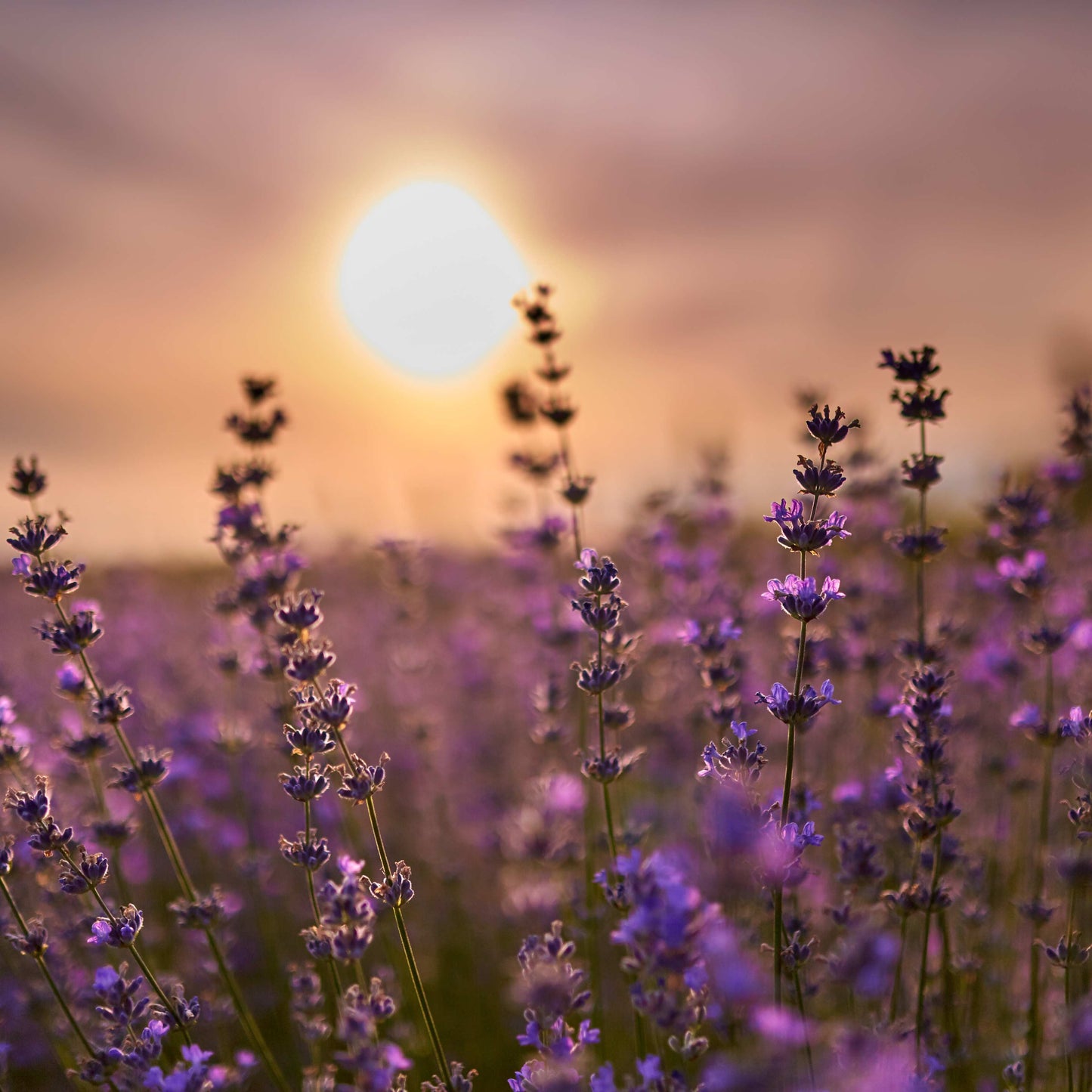 200Pcs Organic Empress Lavender Herb Flower Seeds