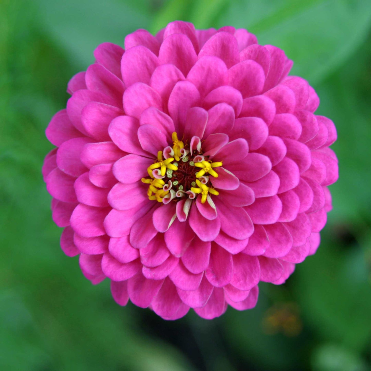 100Pcs Zinnia Flower Seeds Pack