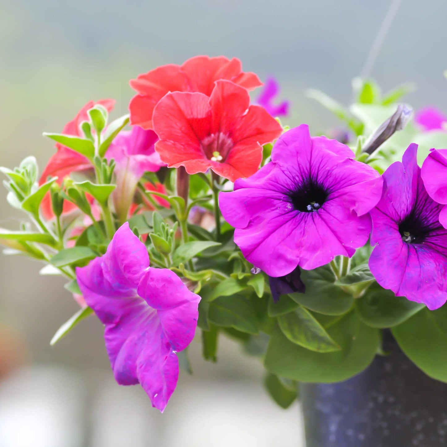 50Pcs Mixed Colors Petunia Seeds