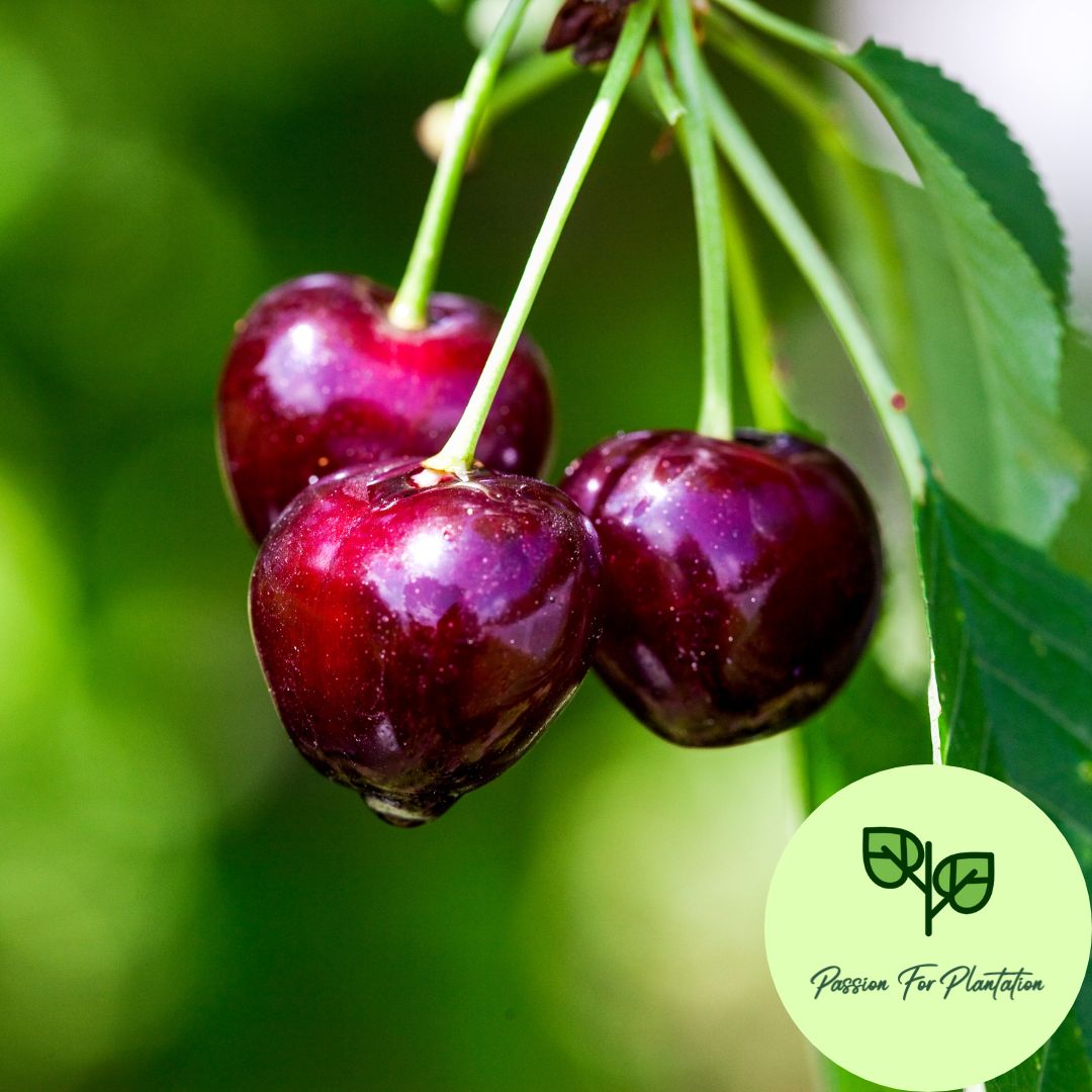 5Pcs Sweet Cherry Fruit Tree Seeds