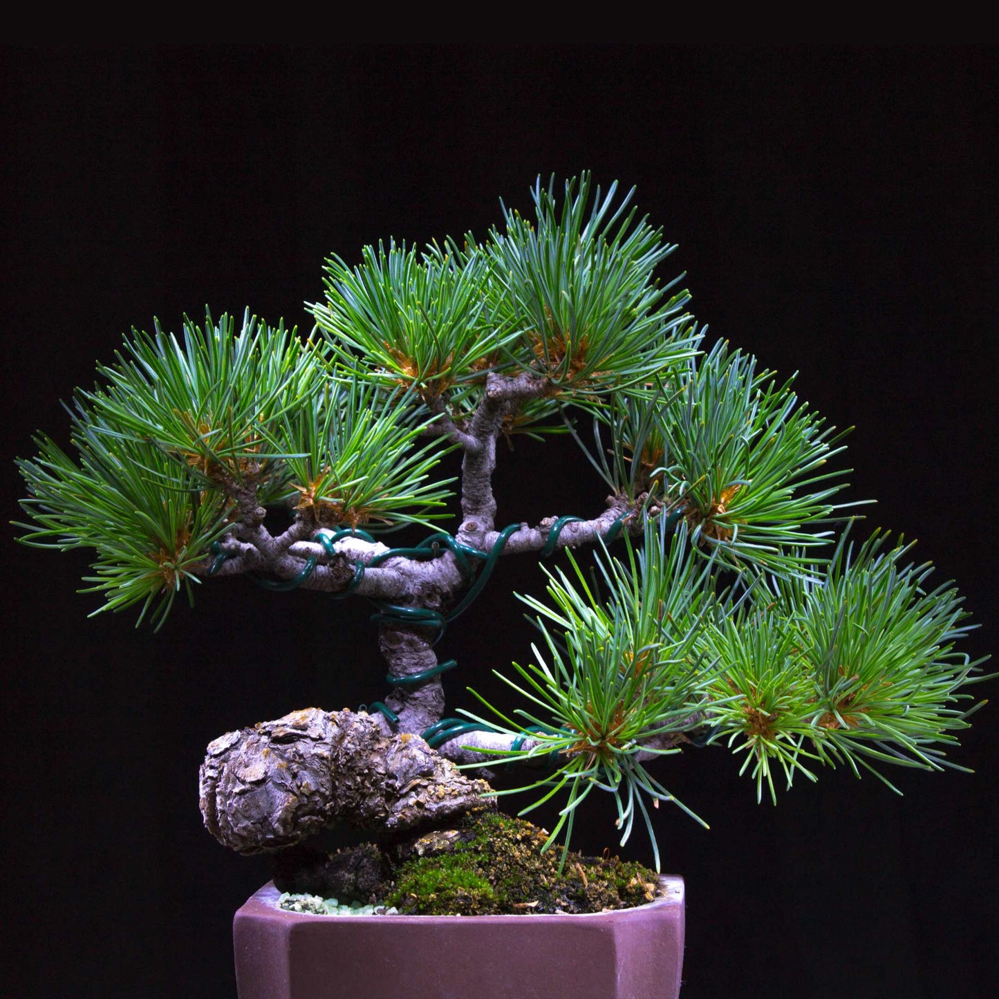 20Pcs Japanese Black Pine Seeds (For Bonsai)