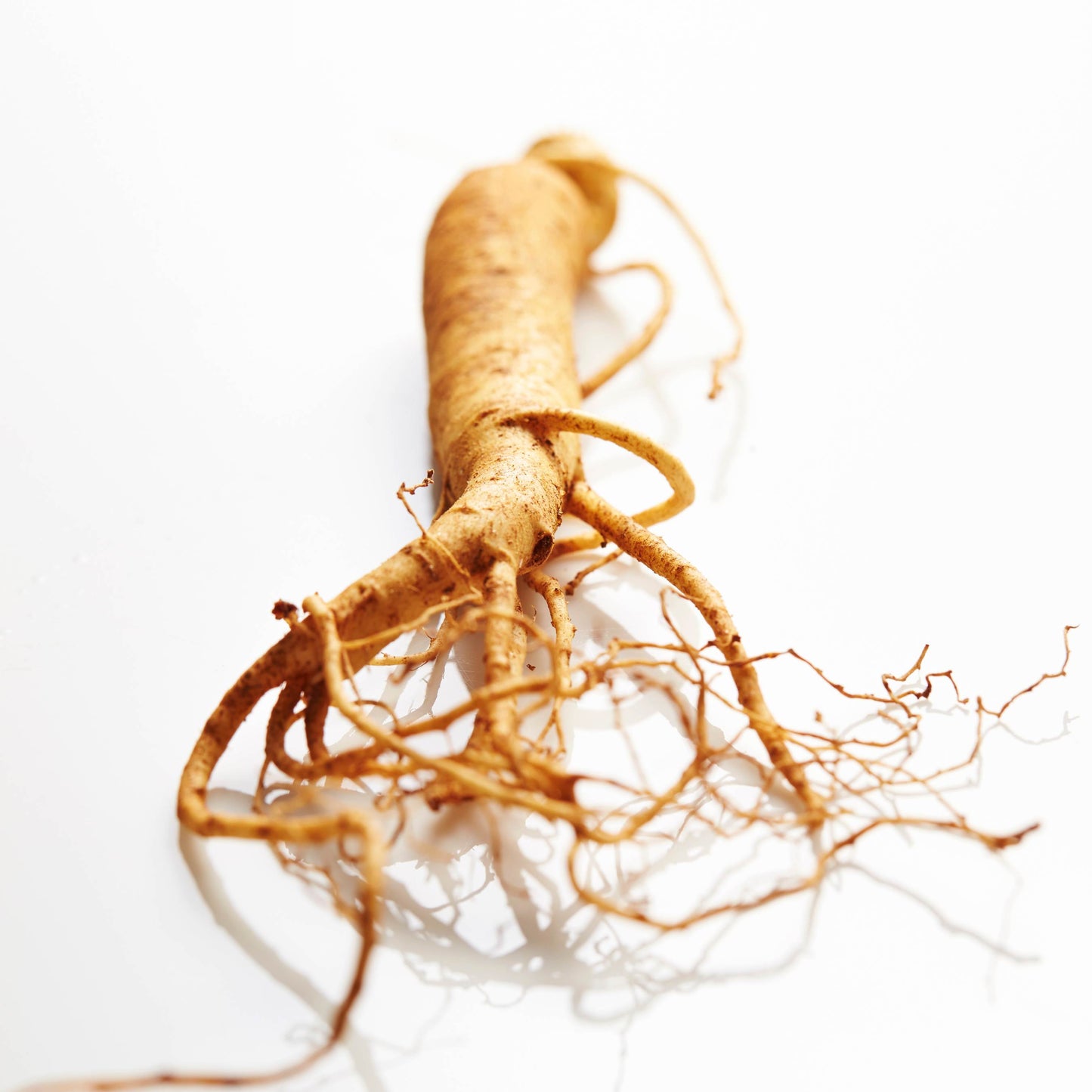 Korean Ginseng Plant Seeds (Panax Ginseng) 20+Seeds