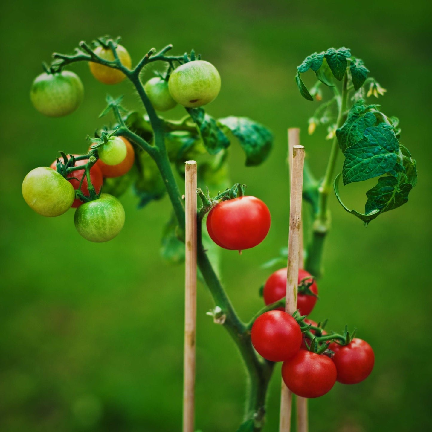 100Pcs Tomato Plant Seeds
