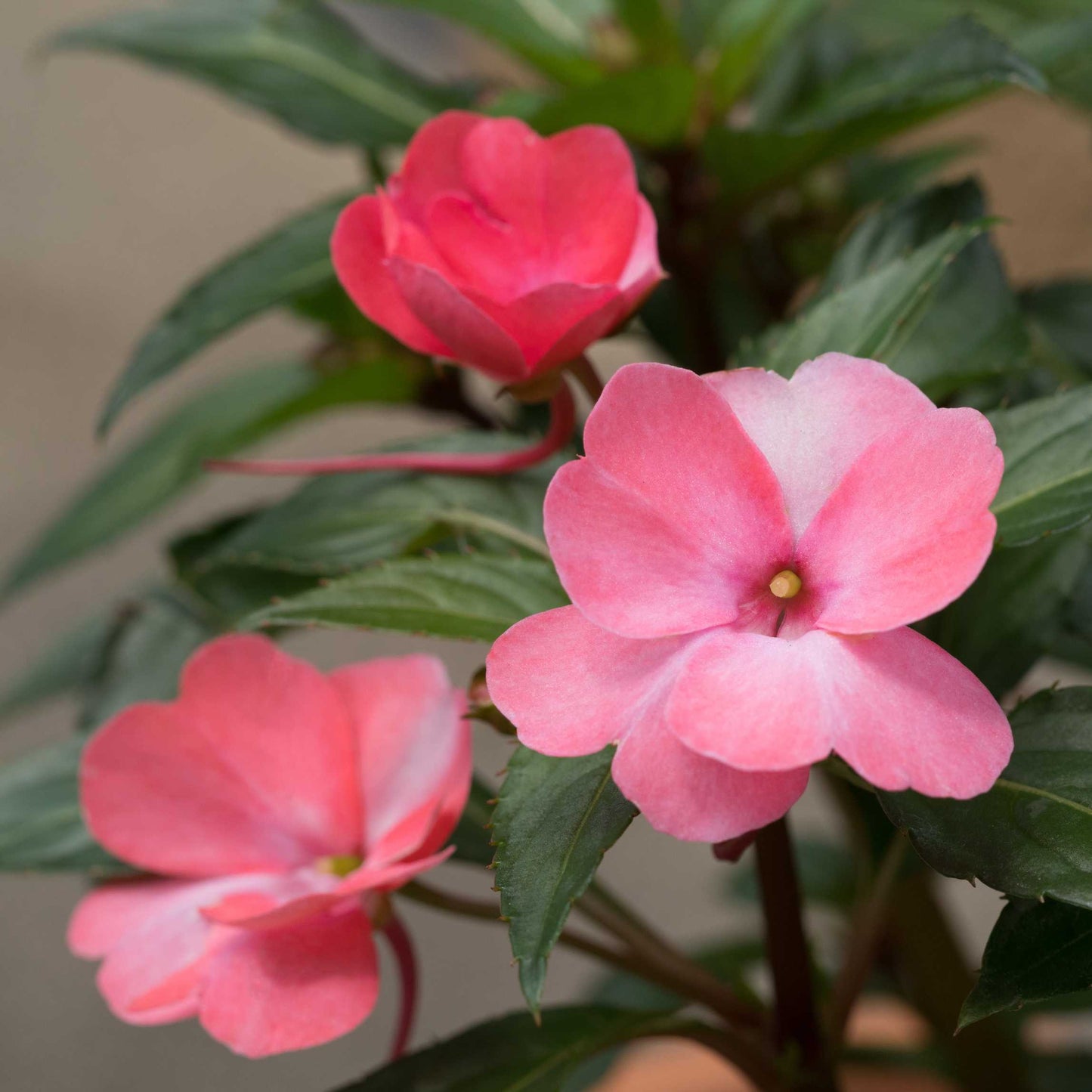 100Pcs Impatiens Flower Seeds Pack