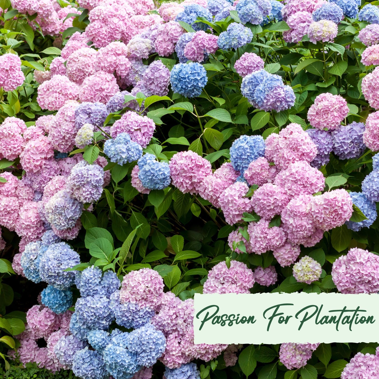 50Pc Emperor Hydrangea Flower Seeds Pack