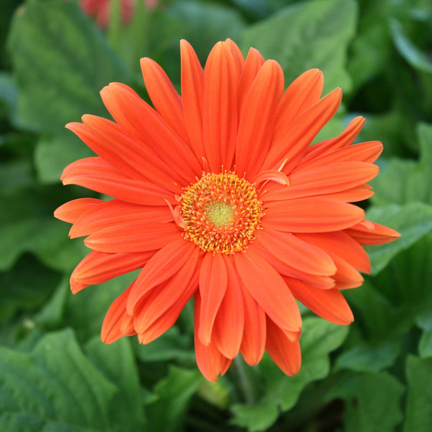 50Pcs Gerbera Daisy Flower Seeds Pack