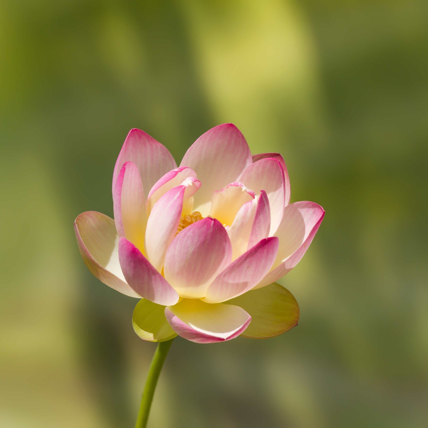 5 PINK LOTUS Flower Seeds