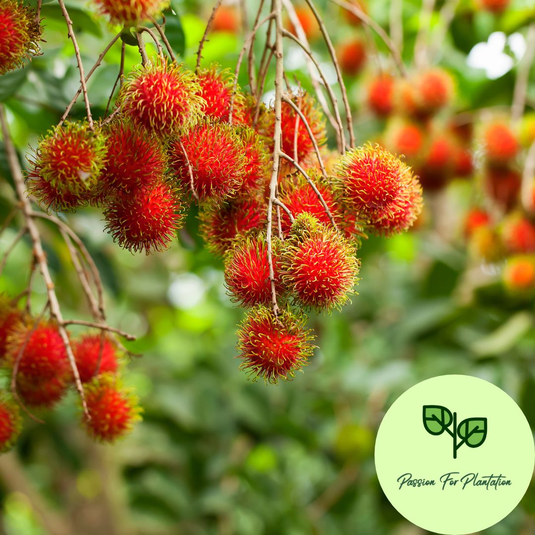 5Pcs Exotic Rambutan Fruit Seeds