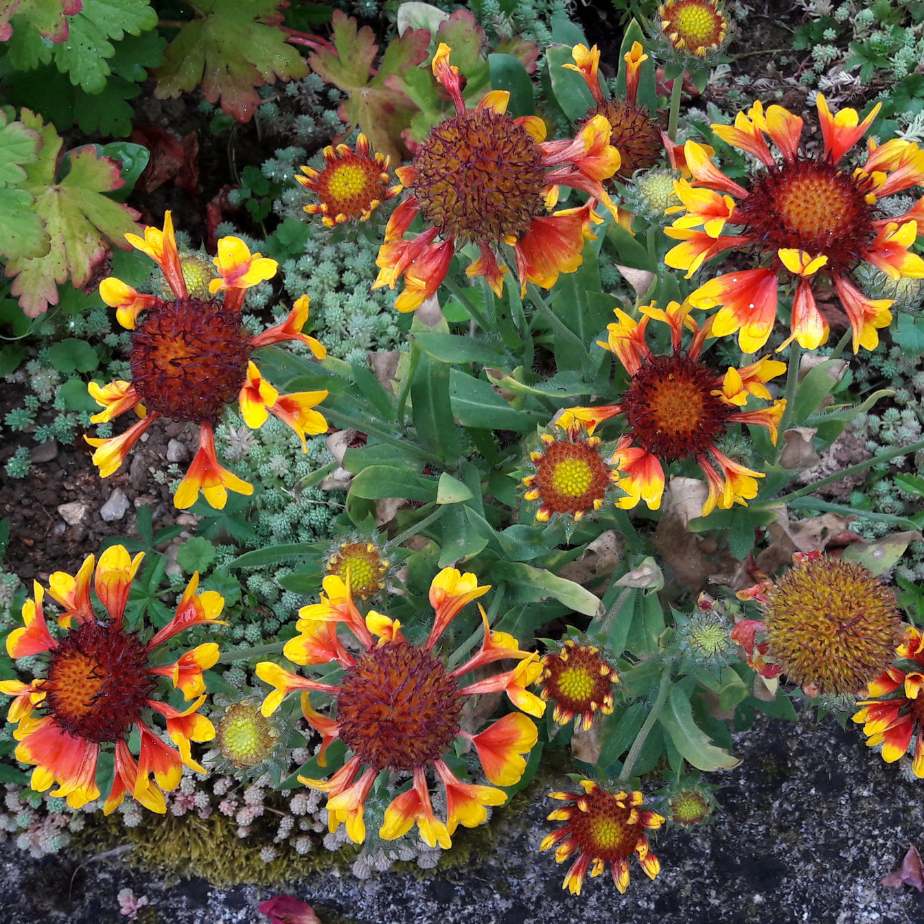 Gaillardia Flower Seeds – Passion For Plantation
