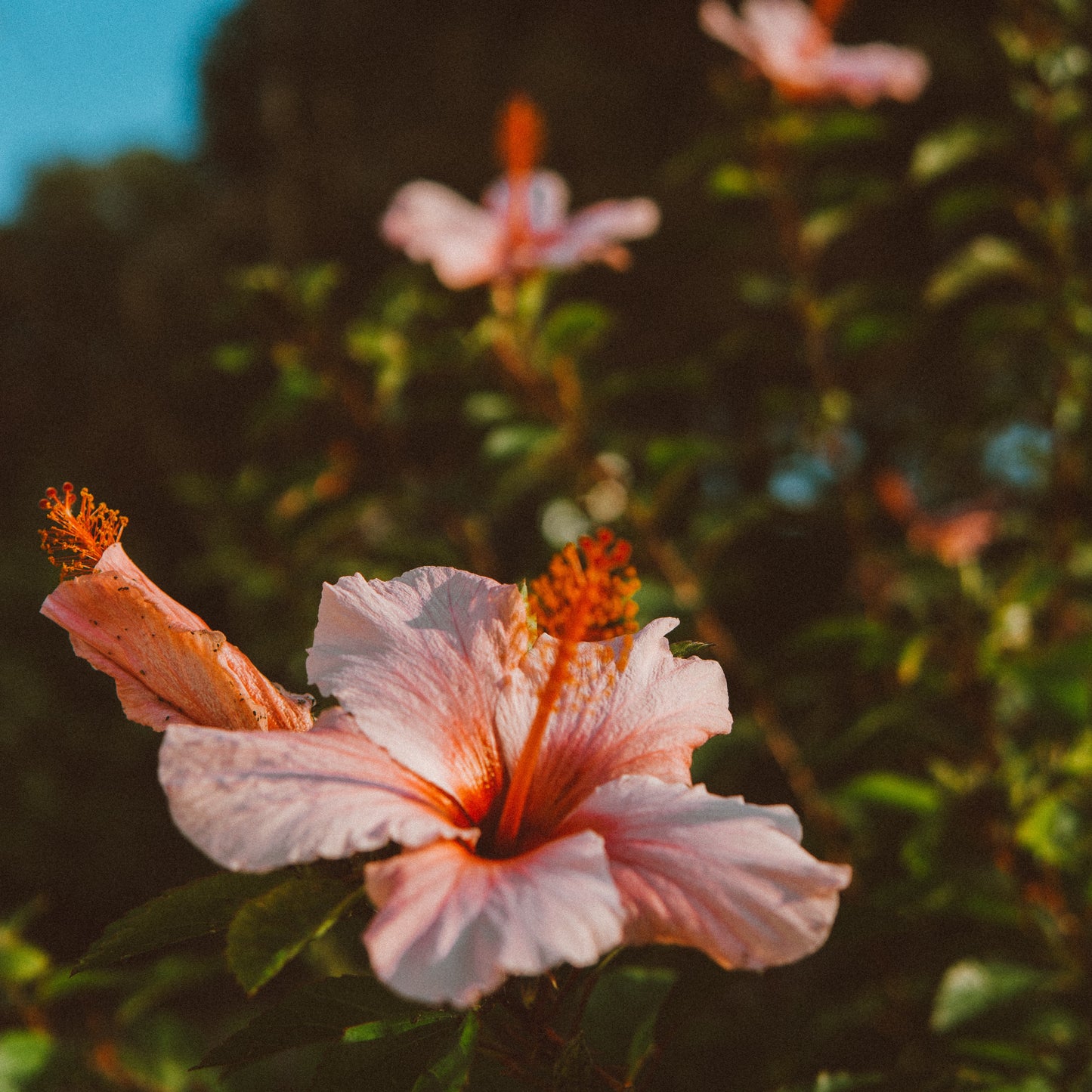 200Pcs Multi Colored Hibiscus Seeds