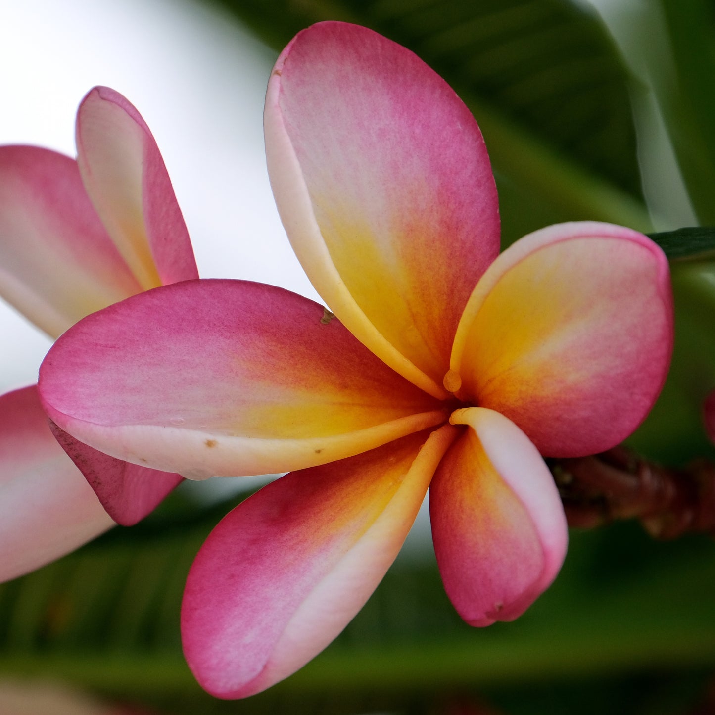 50 Plumeria Rubra Frangipani Seeds (Multi-Color)