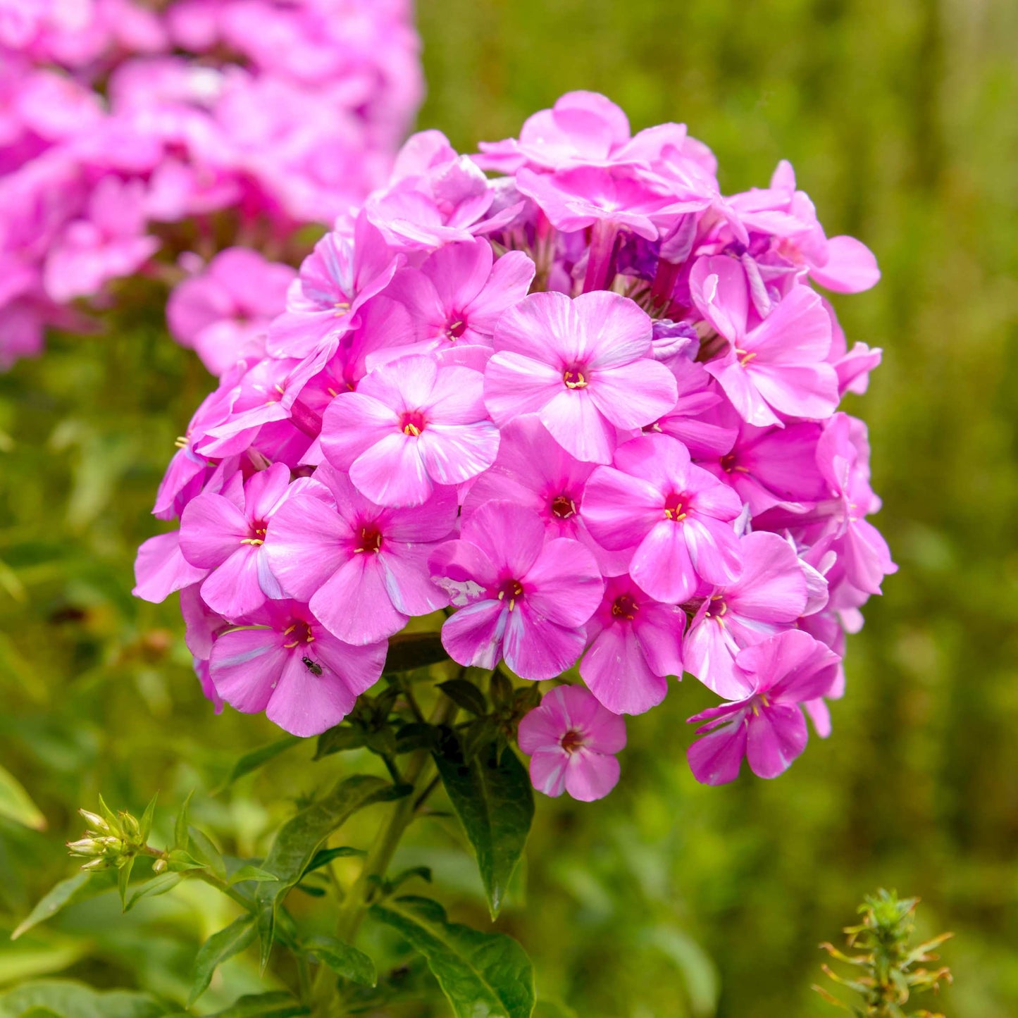 50Pcs Phlox Flower Seeds Pack