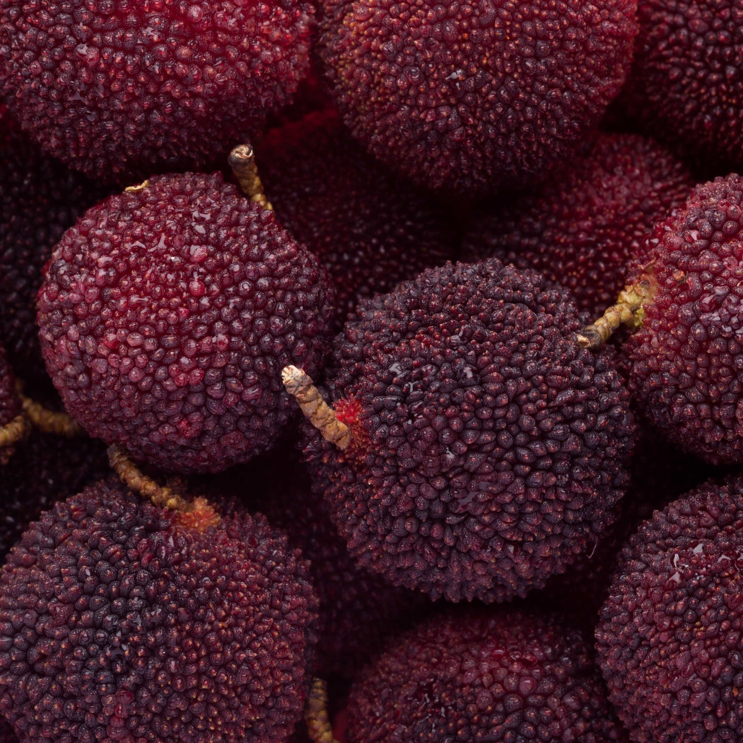 5Pcs Yangmei (Bayberry) Plant Seeds