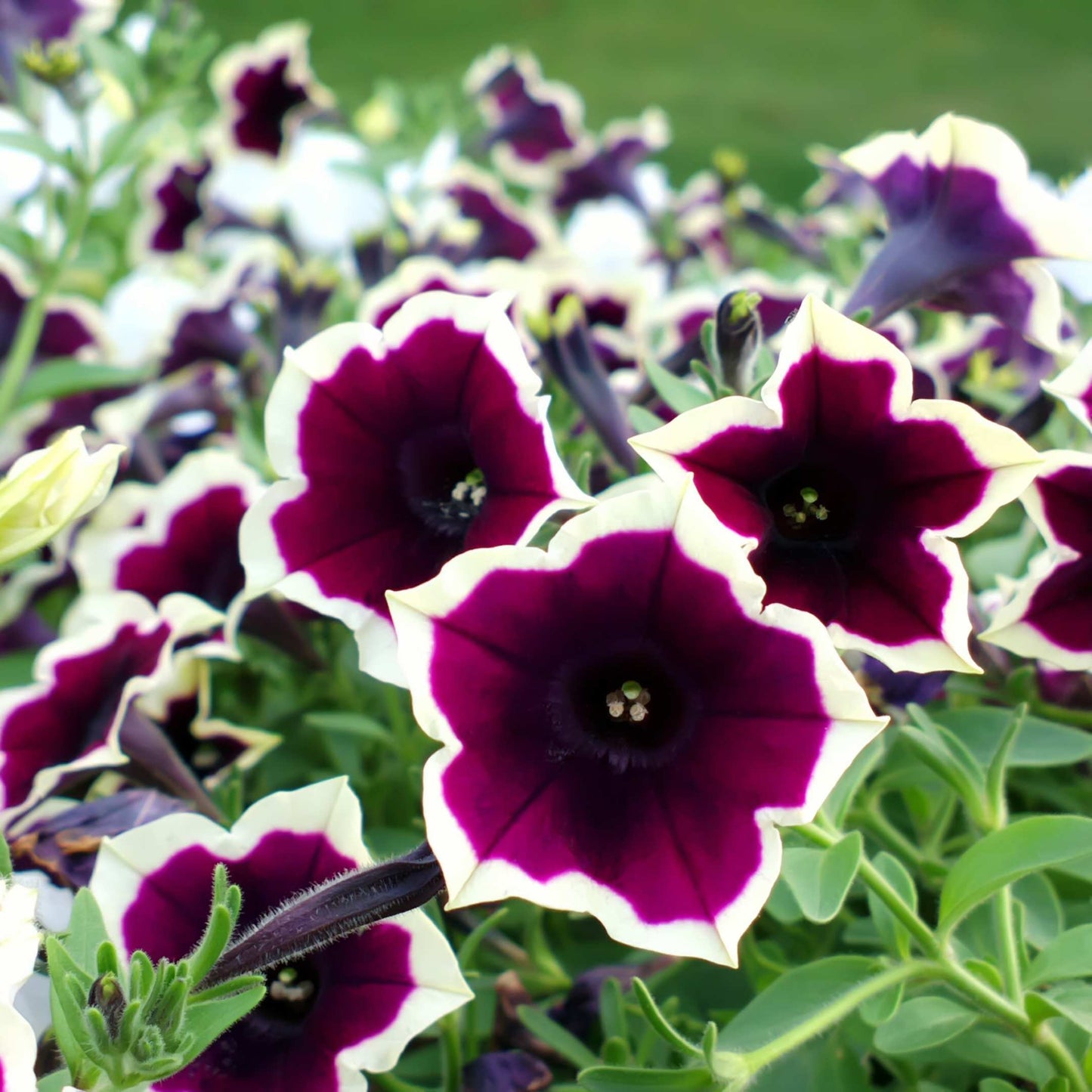 50Pcs Mixed Colors Petunia Seeds