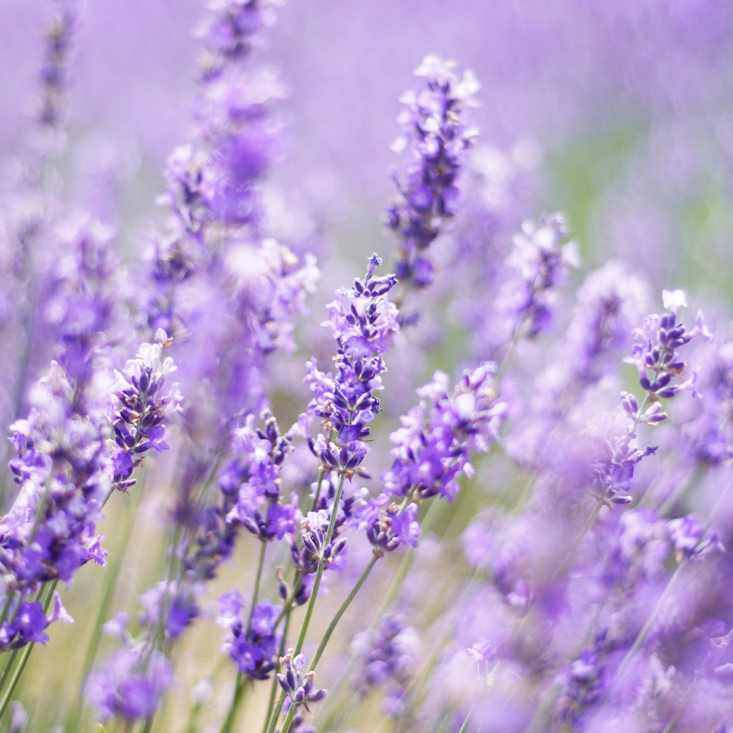 200Pcs Organic Empress Lavender Herb Flower Seeds