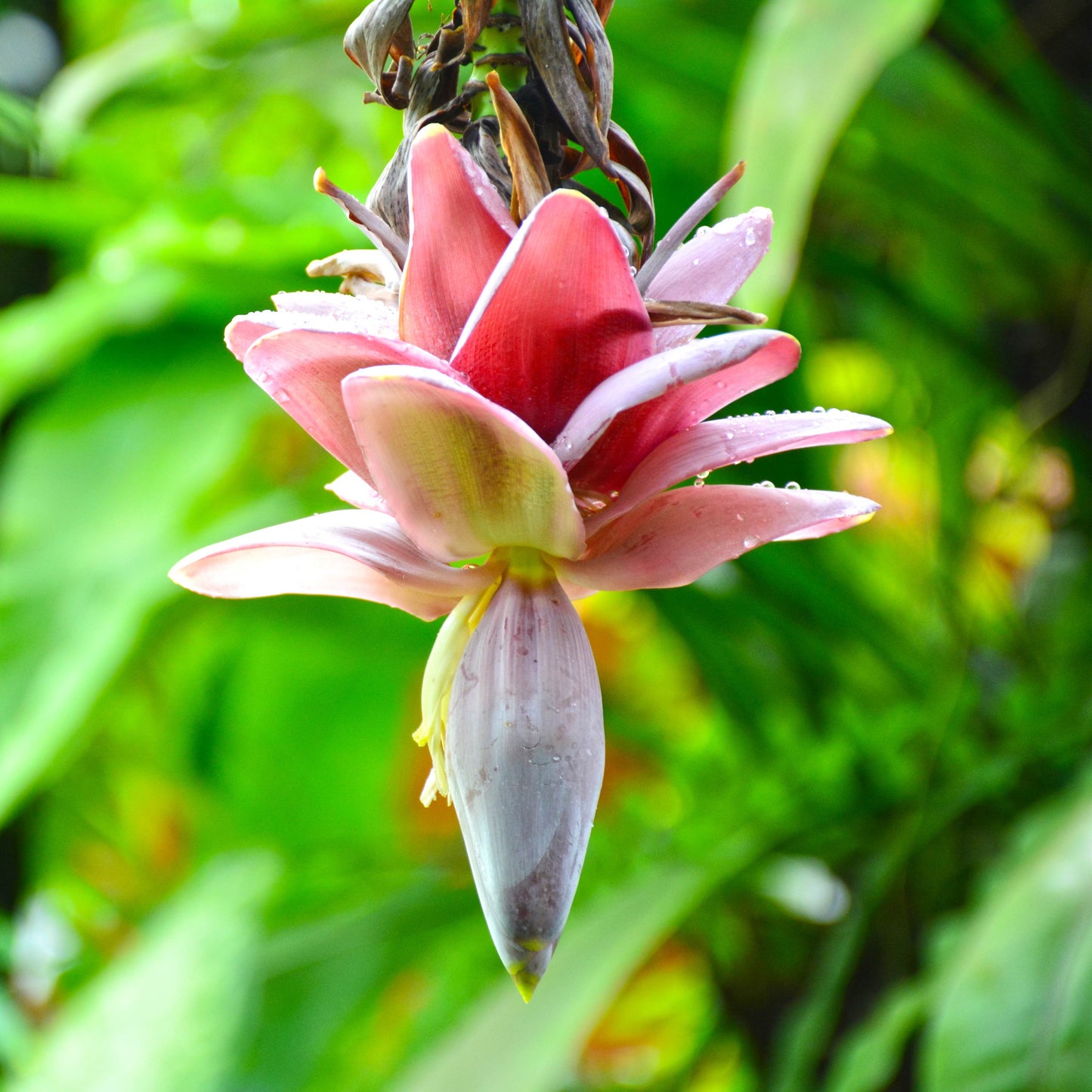 30Pcs Banana Plant Seeds