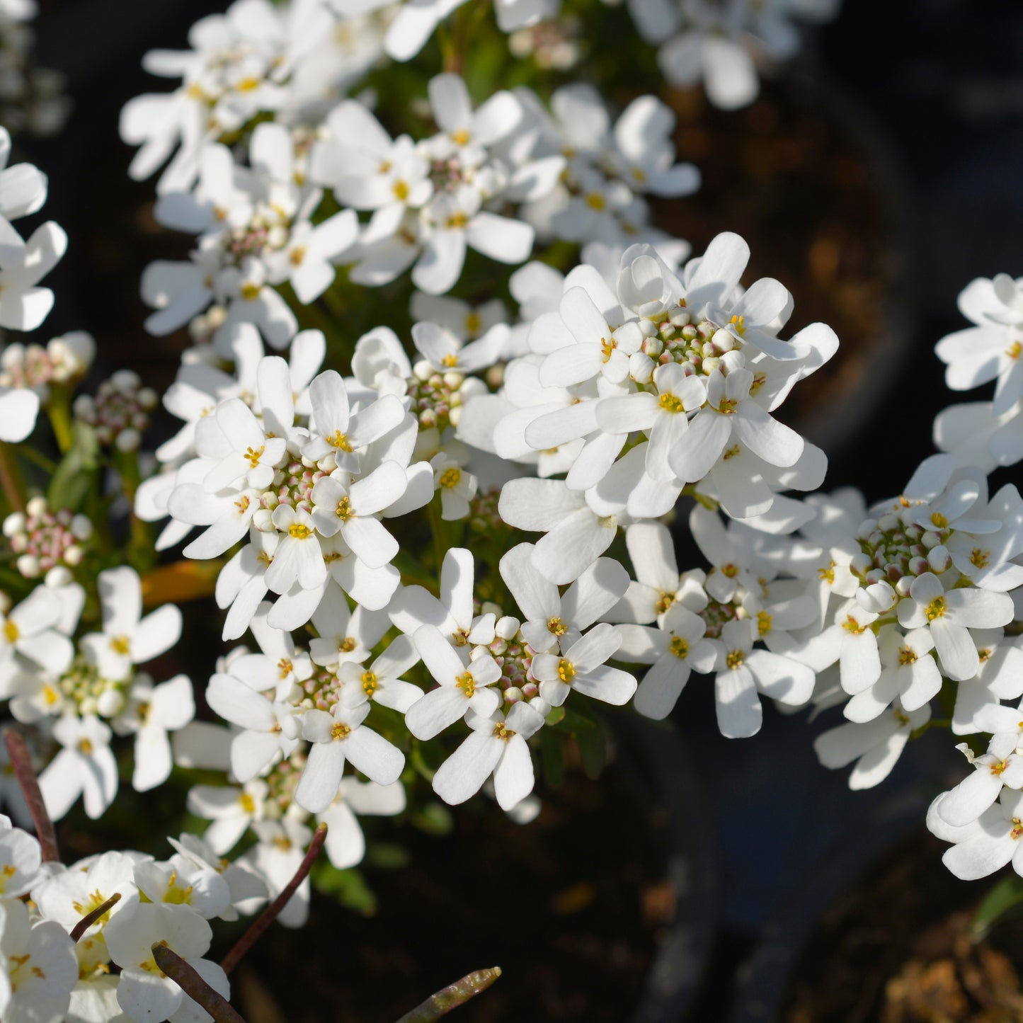 Bee Flower, Evergreen candytuft, Iberis sempervirens, Flower Seeds,