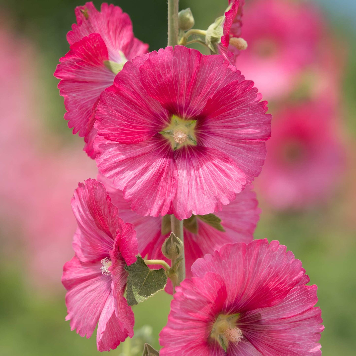 200Pcs Hollyhock Seeds Pack