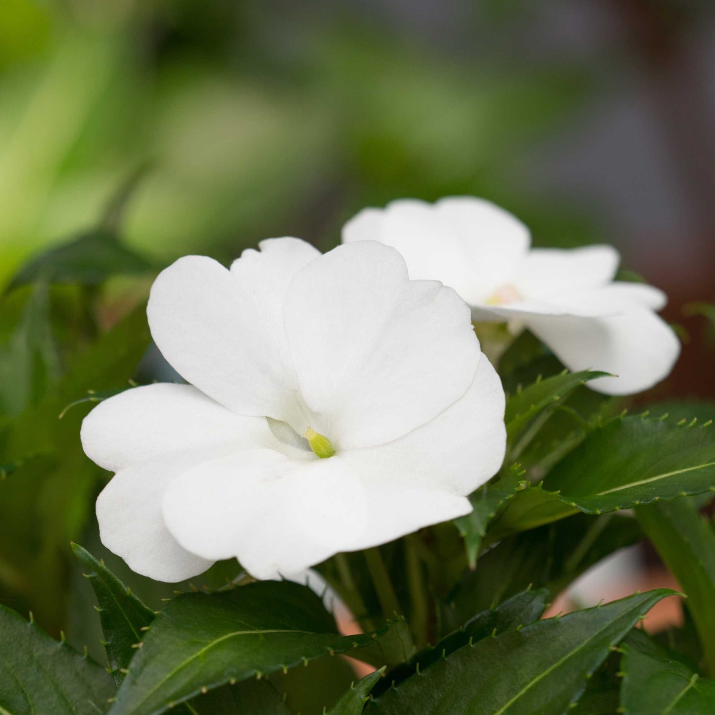 100Pcs Impatiens Flower Seeds Pack