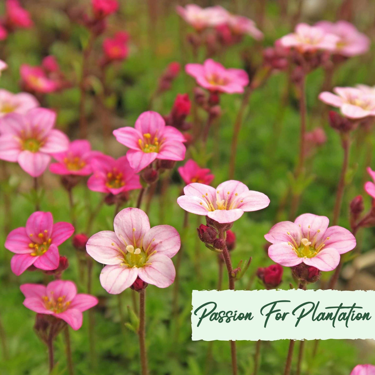 100Pcs Saxifraga Rose Robe Flower Seeds