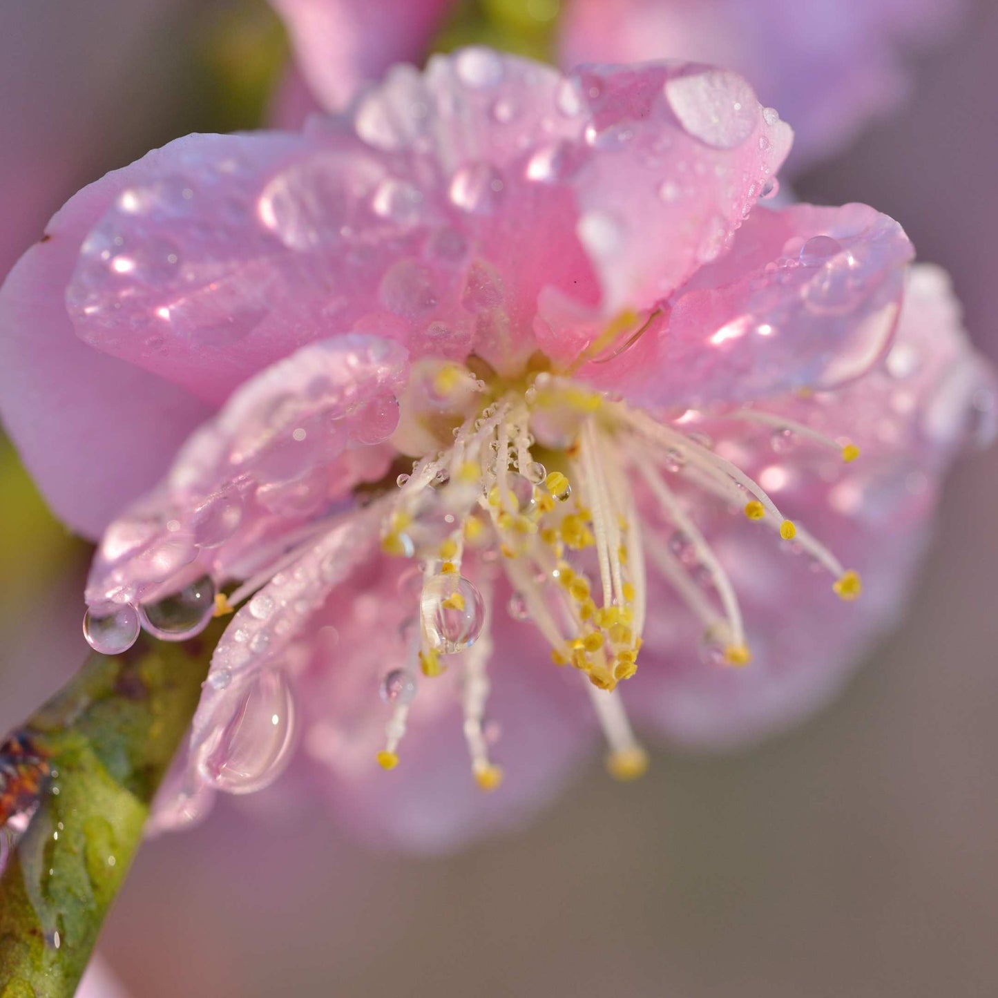 20Pcs Japanese Plum Blossom / Ume Flower Seeds