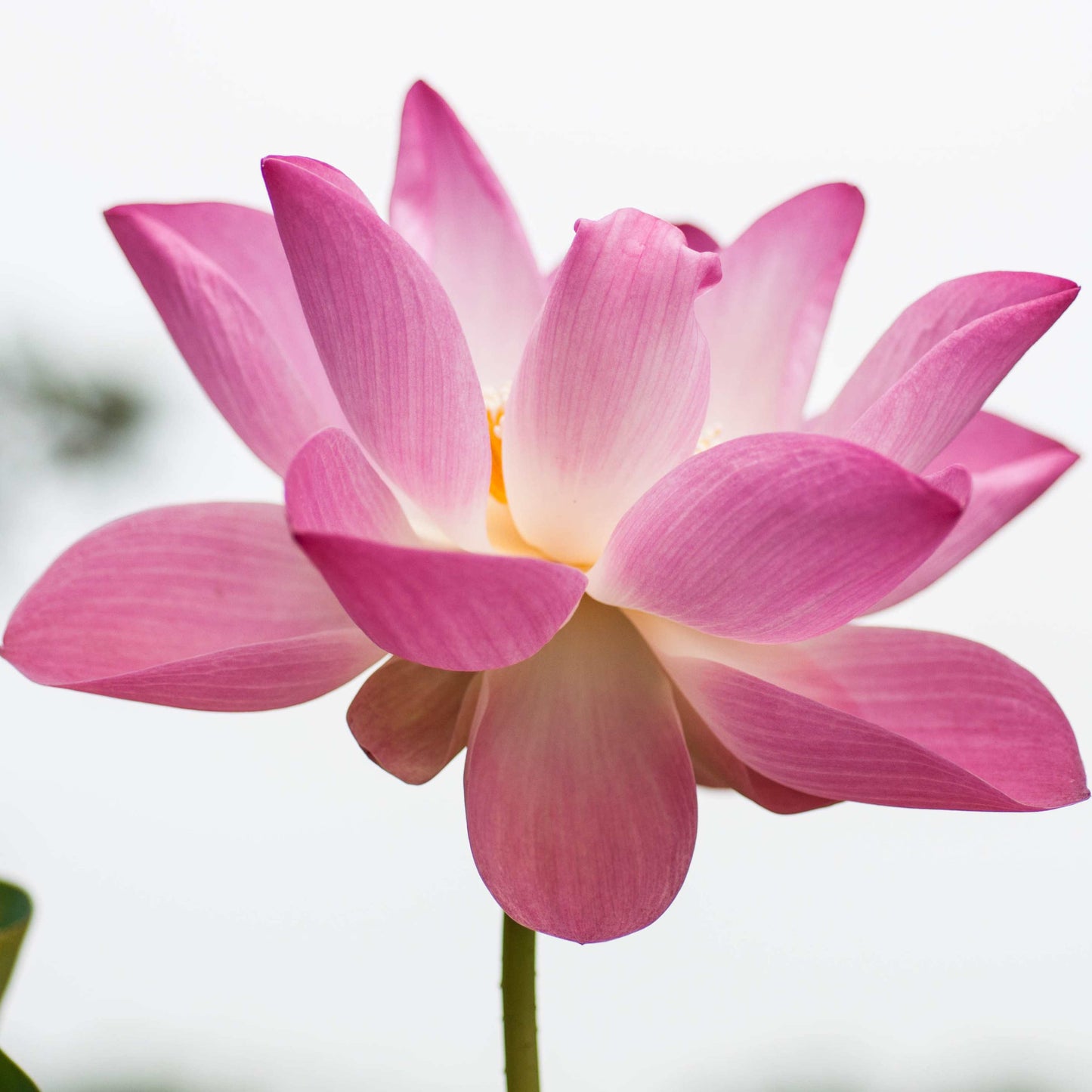 5 PINK LOTUS Flower Seeds