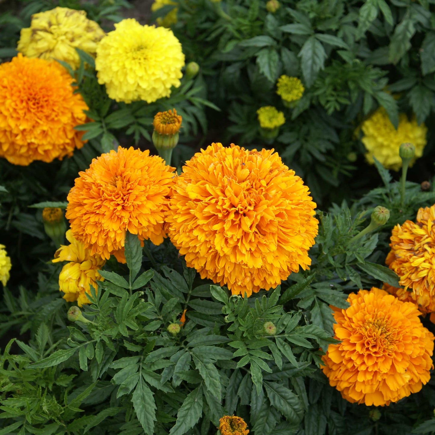 100Pcs African Marigold Seeds Pack