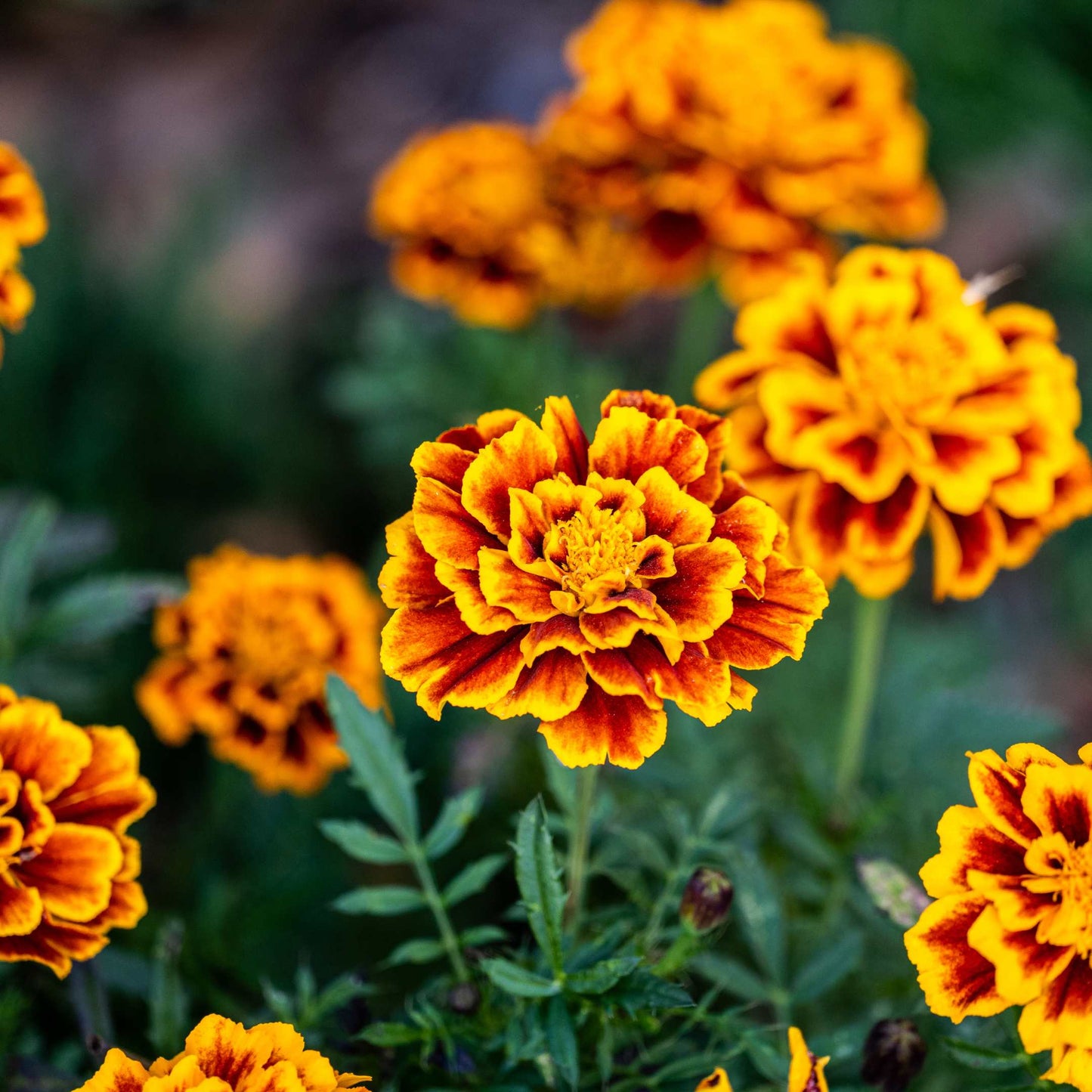 100Pcs French Marigold Flower Seeds Pack