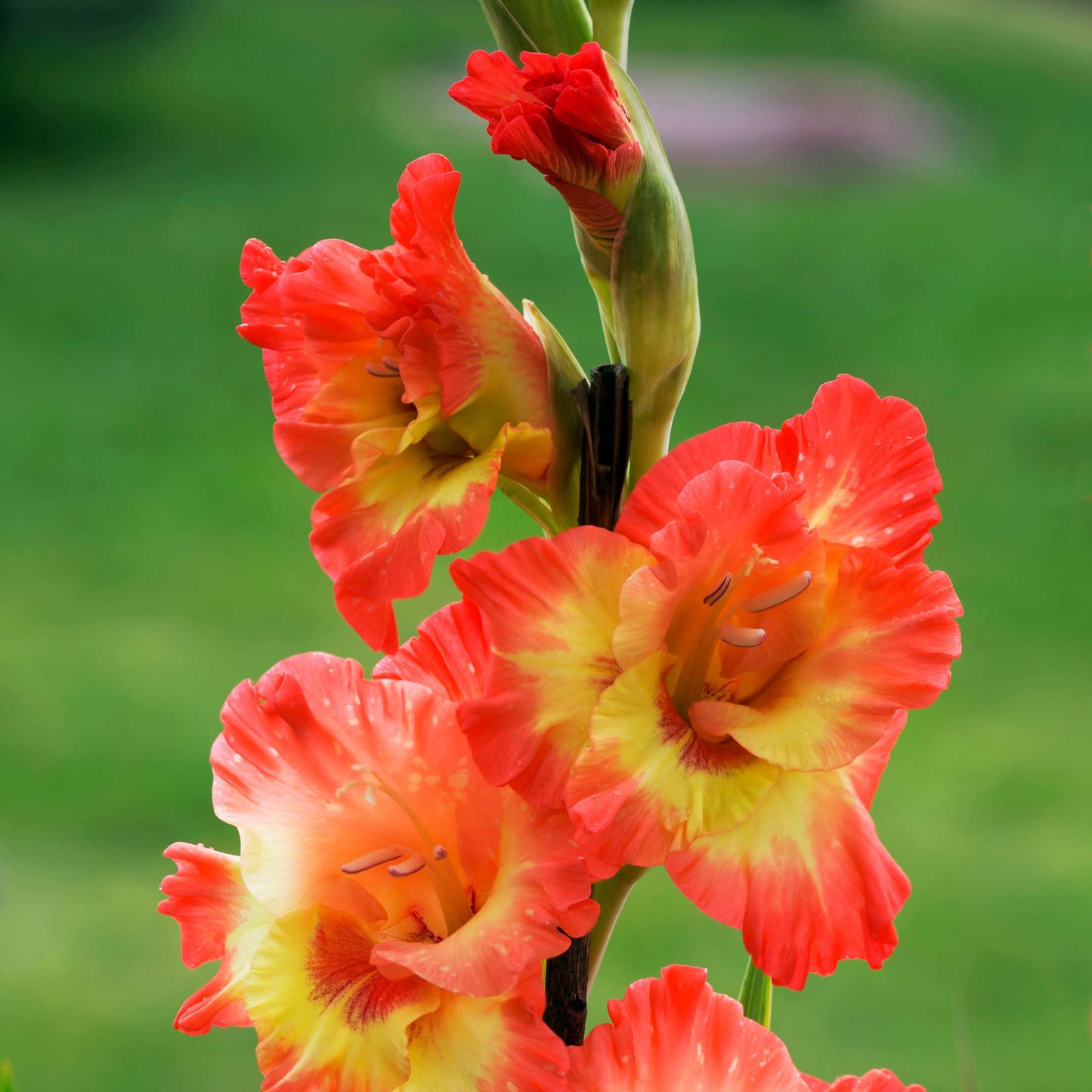 100Pcs Gladiolus Flower Seeds Pack