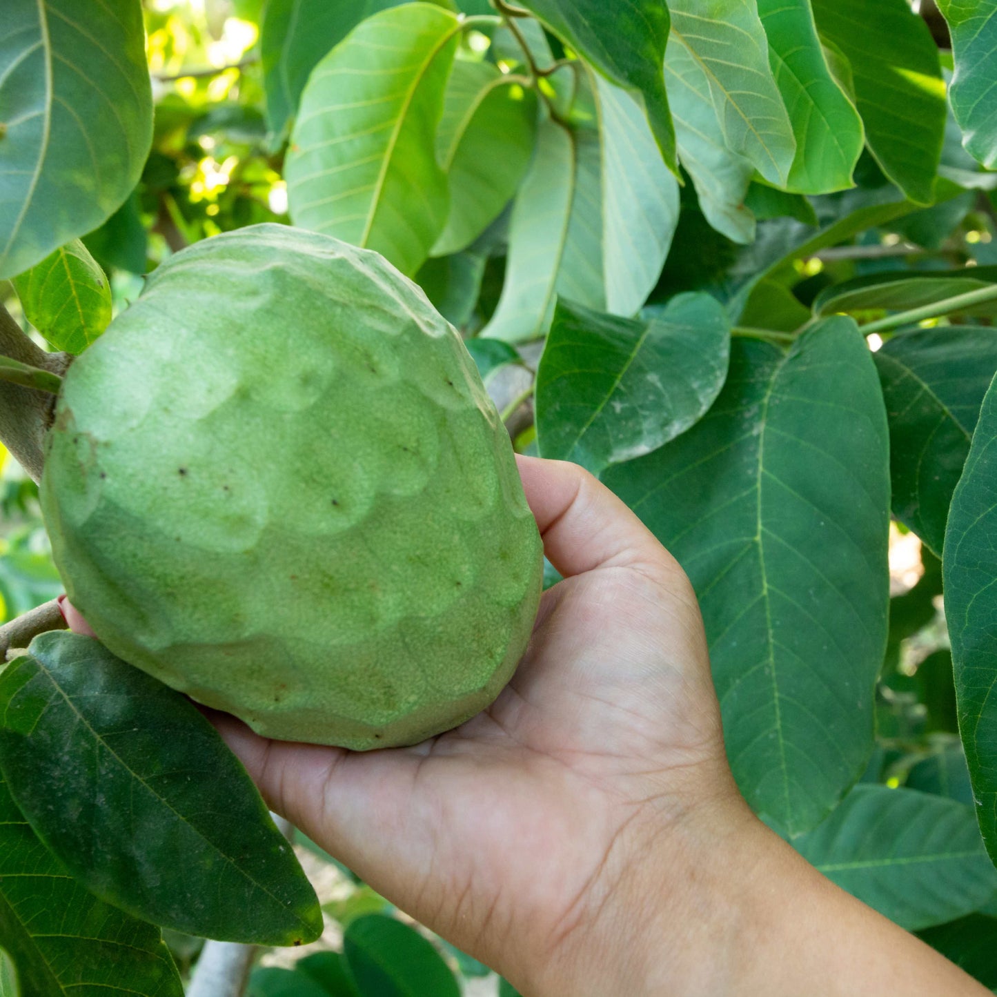 50Pcs Cherimoya Plant Seeds