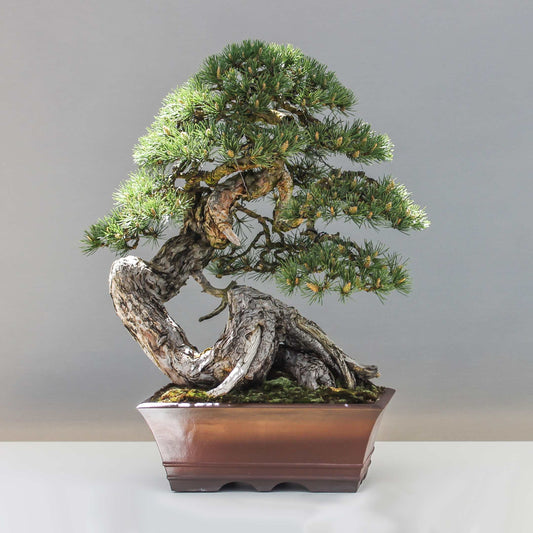 20Pcs Japanese Black Pine Seeds (For Bonsai)