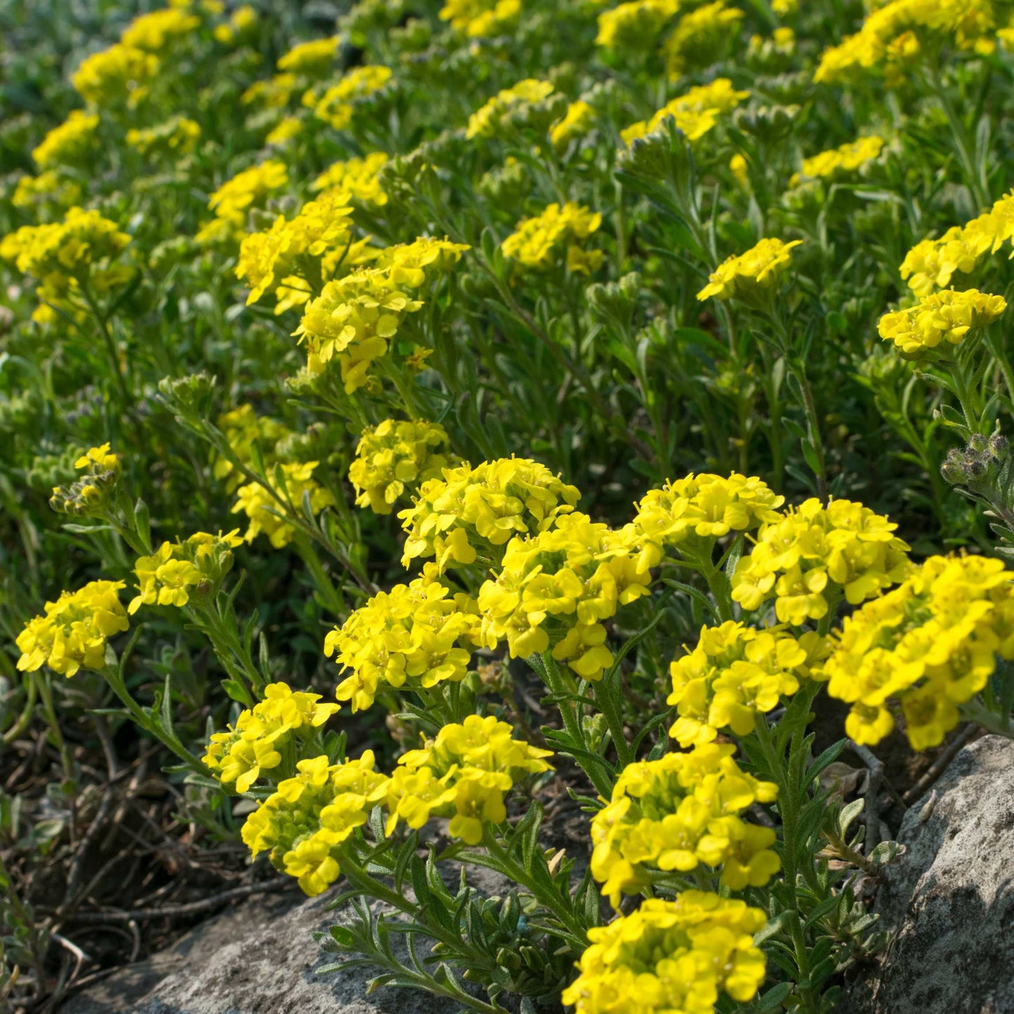 100Pcs Alyssum Flower Seeds Pack