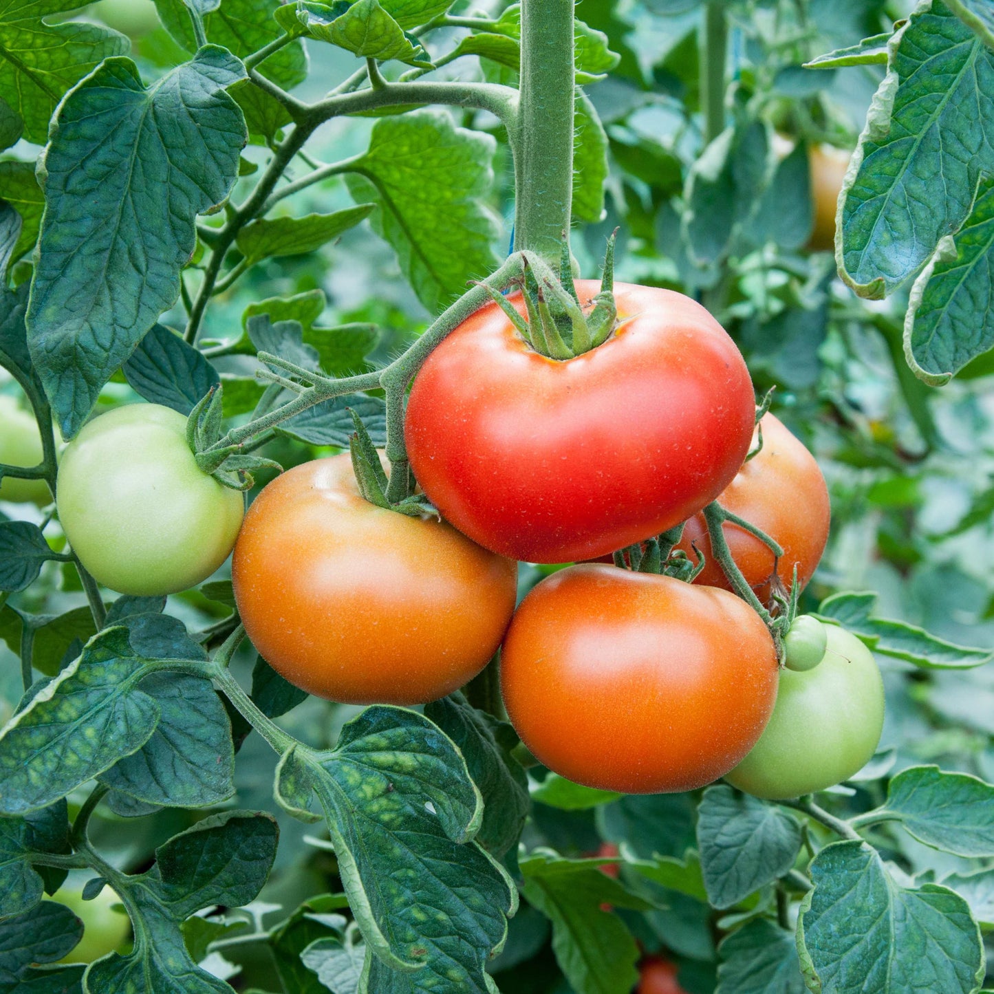 100Pcs Tomato Plant Seeds