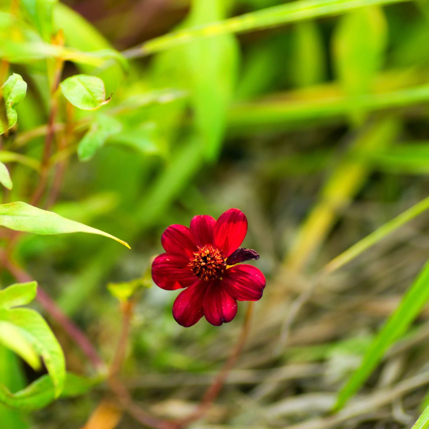 100Pcs Chocolate Cosmos Flower (Atrosanguineus) Seeds