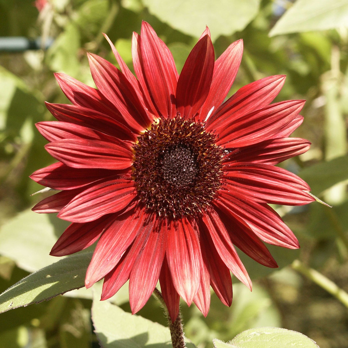 20Pcs Red Sunflower Seeds