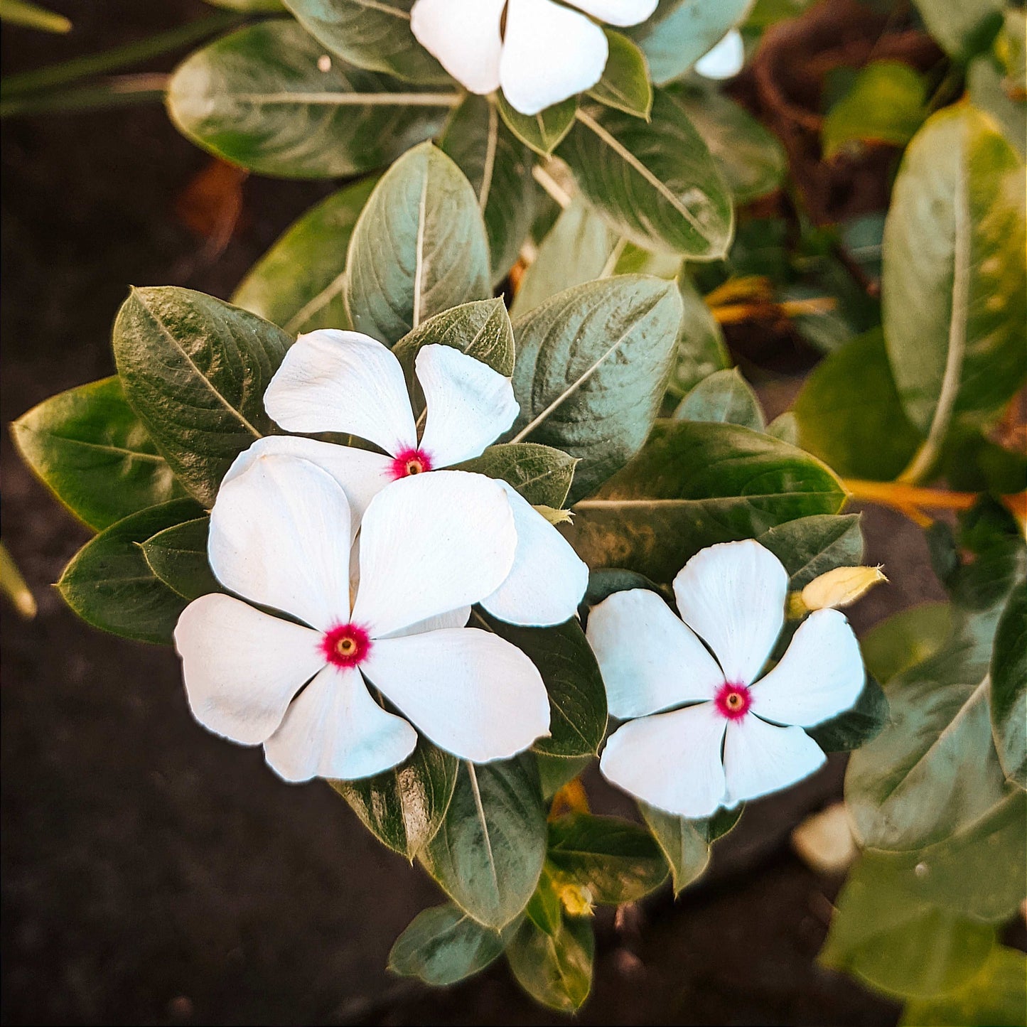 100Pcs Vinca Flower Seeds