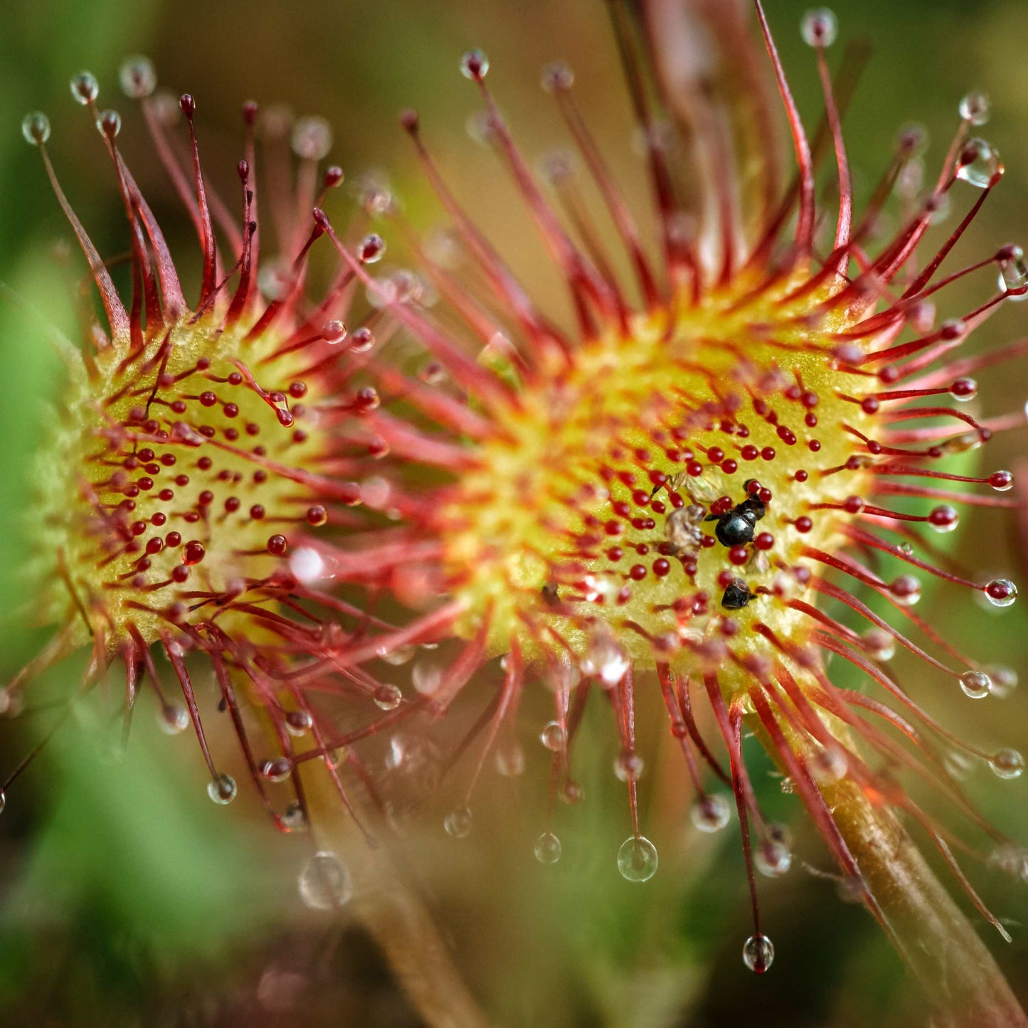 50Pcs Carnivorous Sundew Plant Drosera Flower Seed