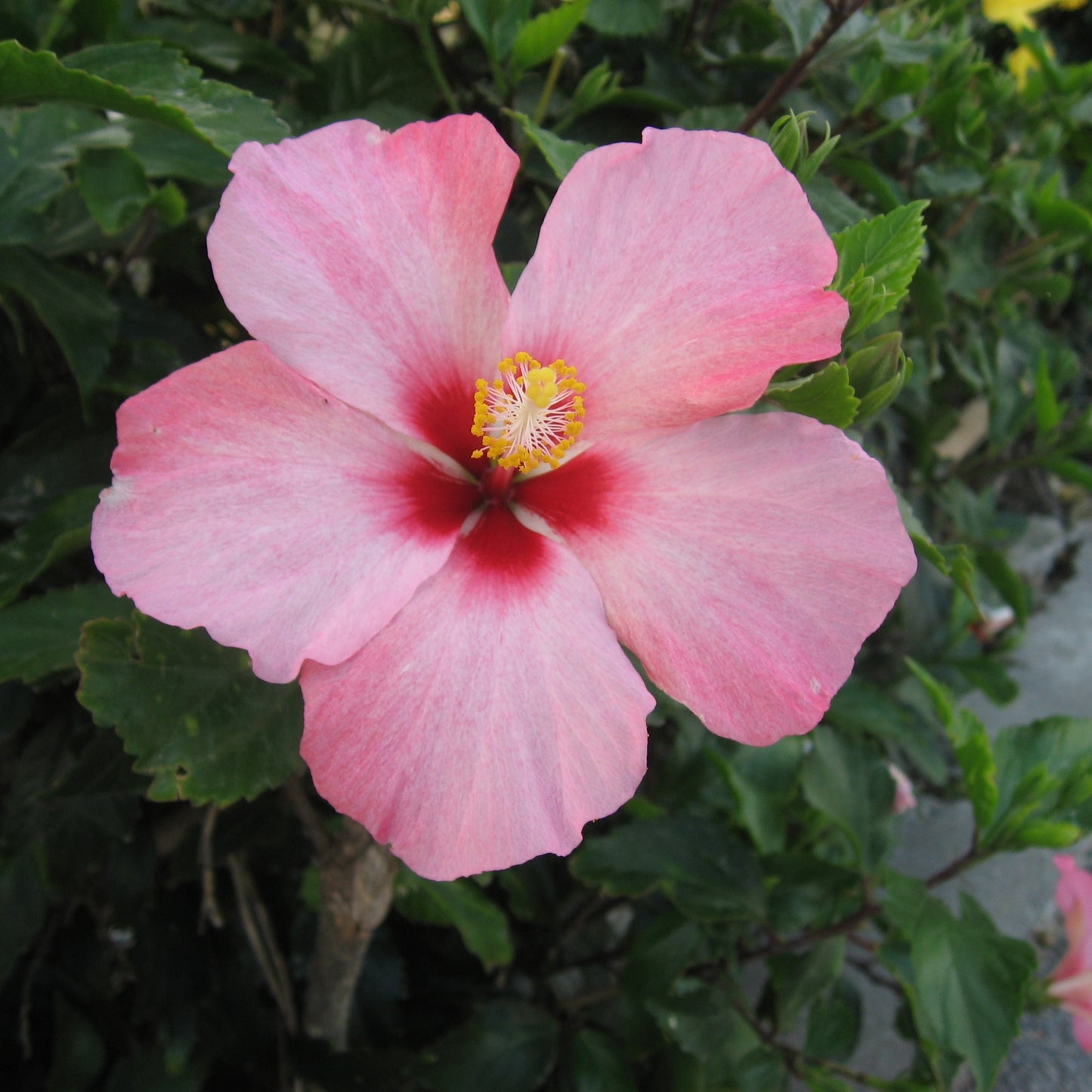 200Pcs Multi Colored Hibiscus Seeds