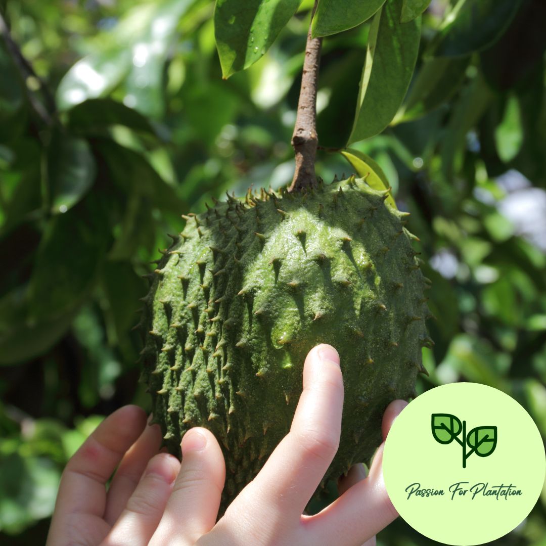 5Pcs Soursop Fruit Seeds