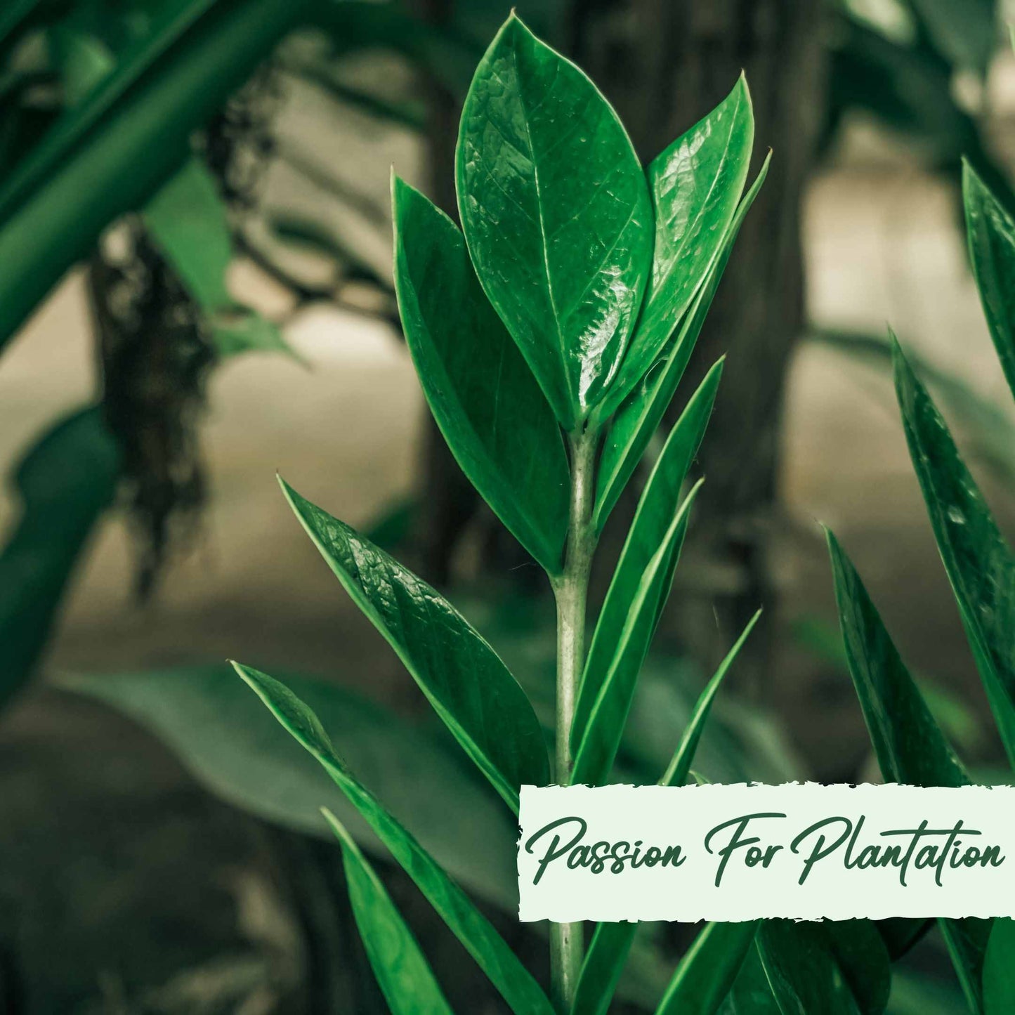 50Pcs Money Tree Plant Seeds (Zamioculcas zamiifolia)