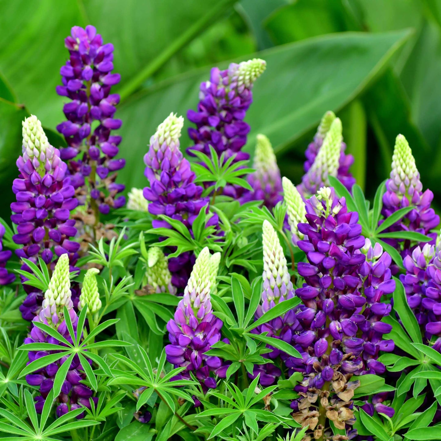 100Pcs Lupine Russel Mix Flower Seeds
