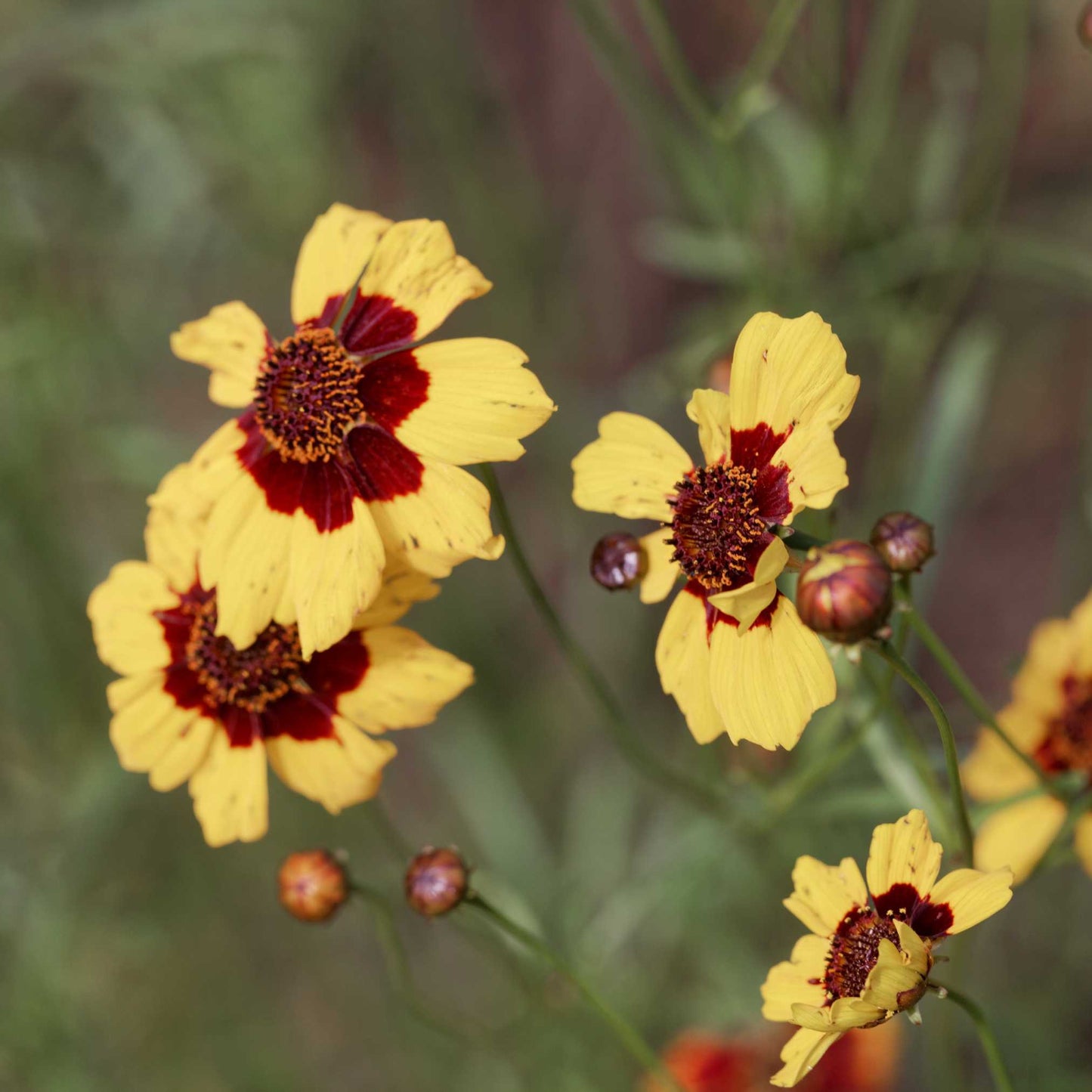 20Pcs Coreopsis Flower Seeds