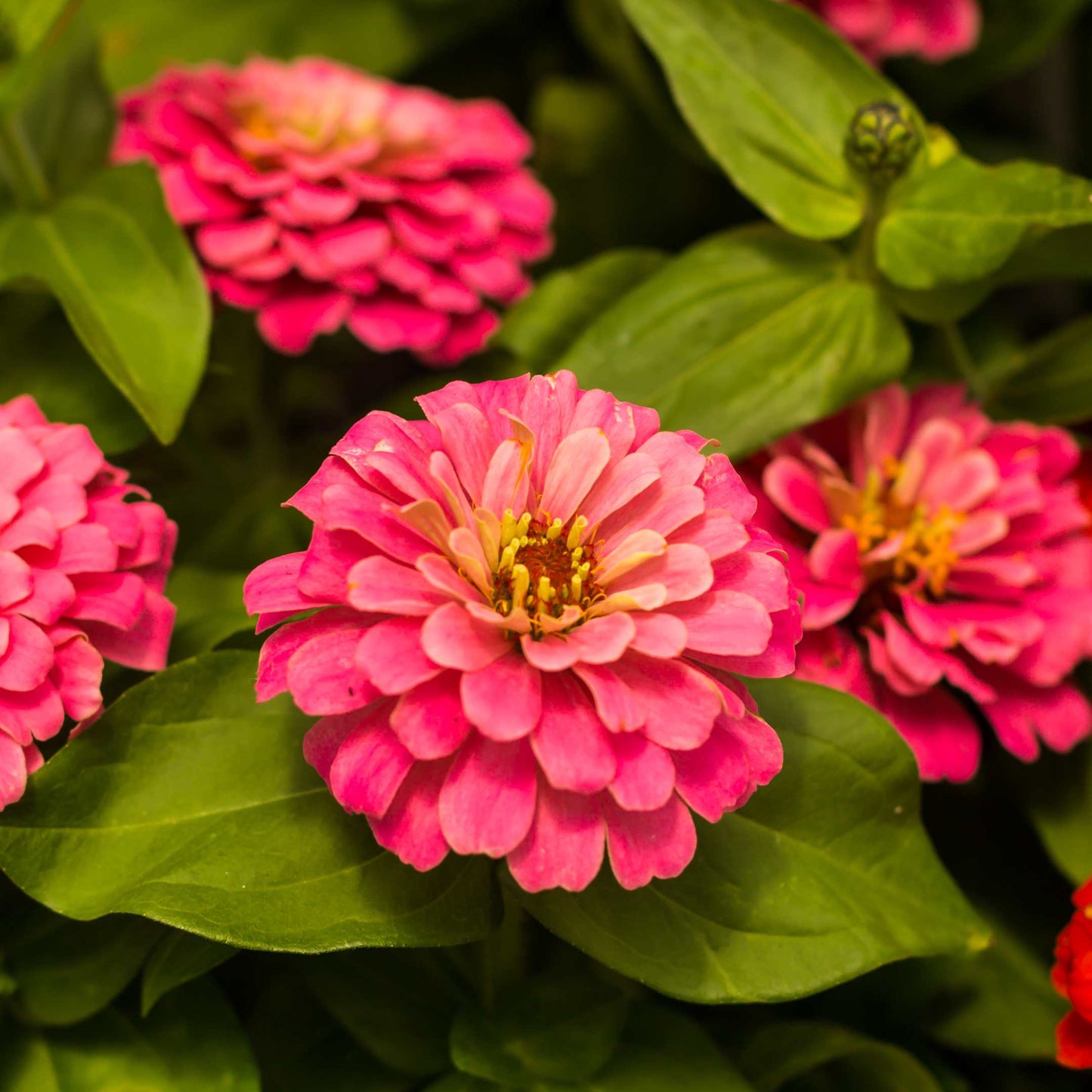 100Pcs Zinnia Flower Seeds Pack