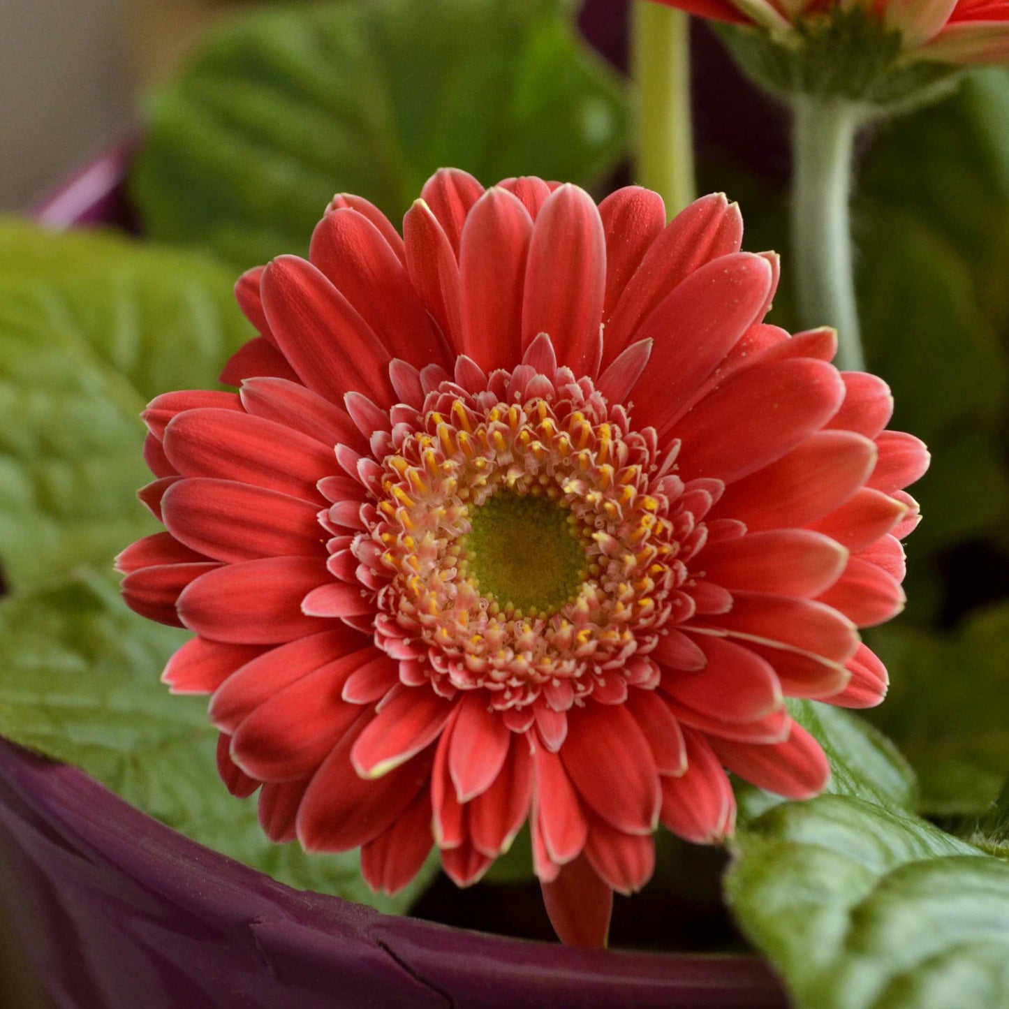 50Pcs Gerbera Daisy Flower Seeds Pack