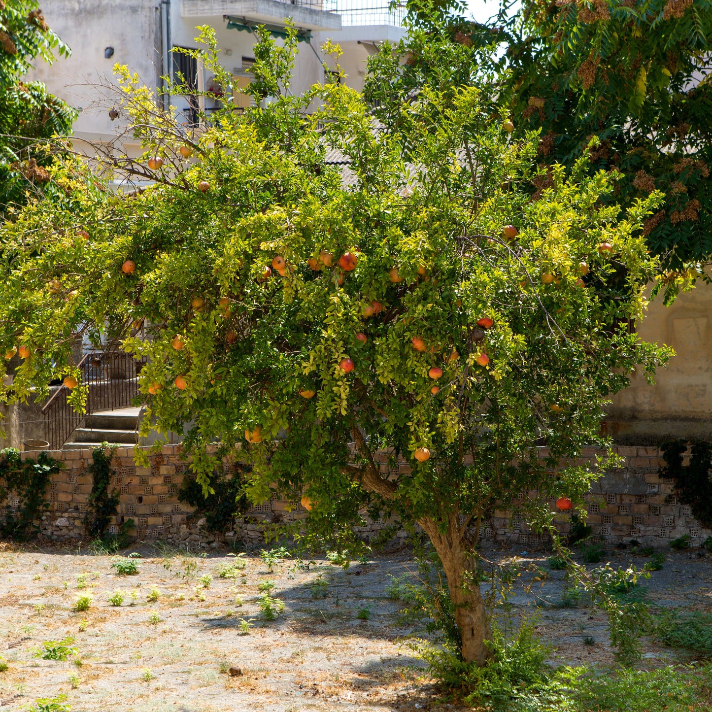 20Pcs Red Jewel Pomegranate Tree Seeds