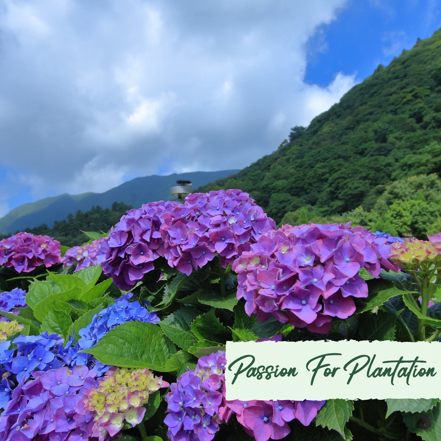 50Pc Emperor Hydrangea Flower Seeds Pack